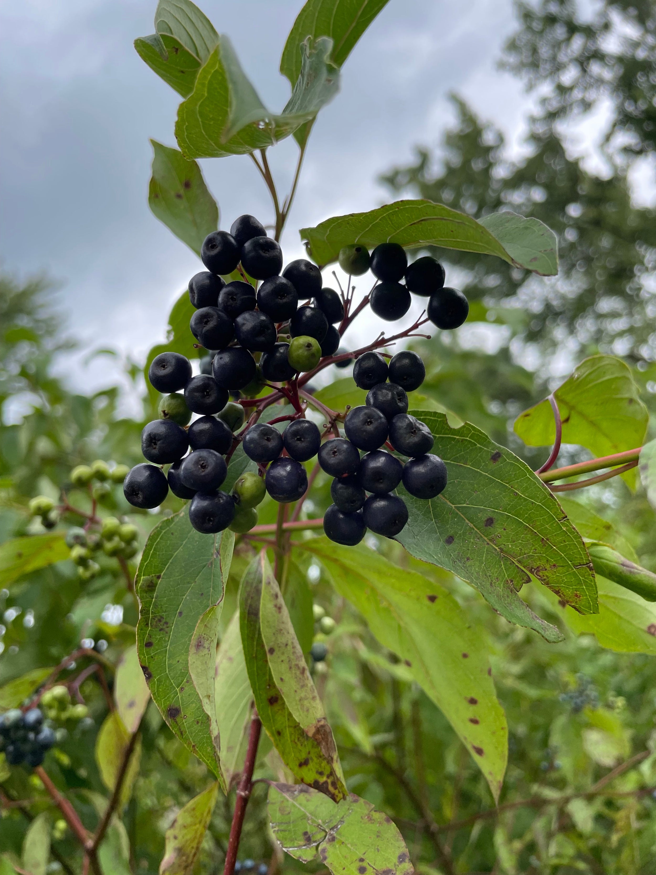 Silky dogwood - Cornus amomum
