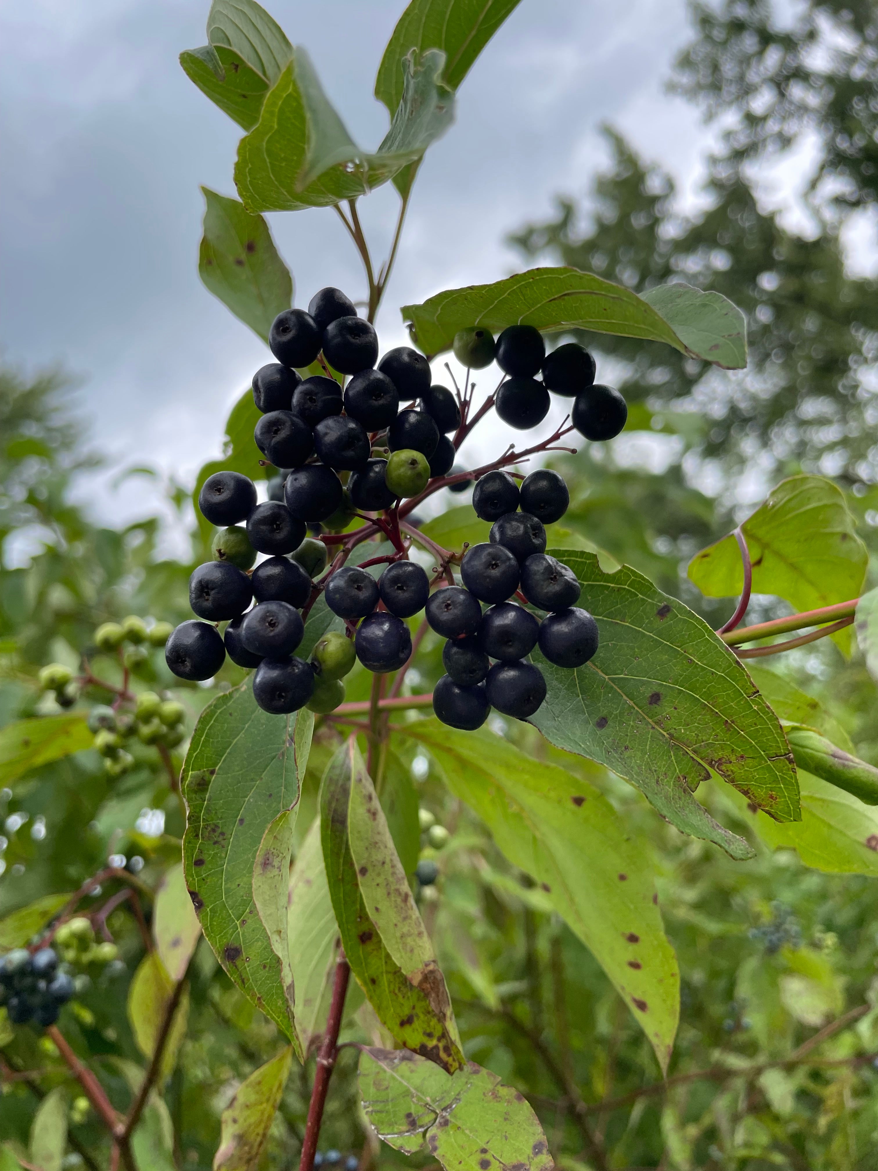 Silky dogwood - Cornus amomum