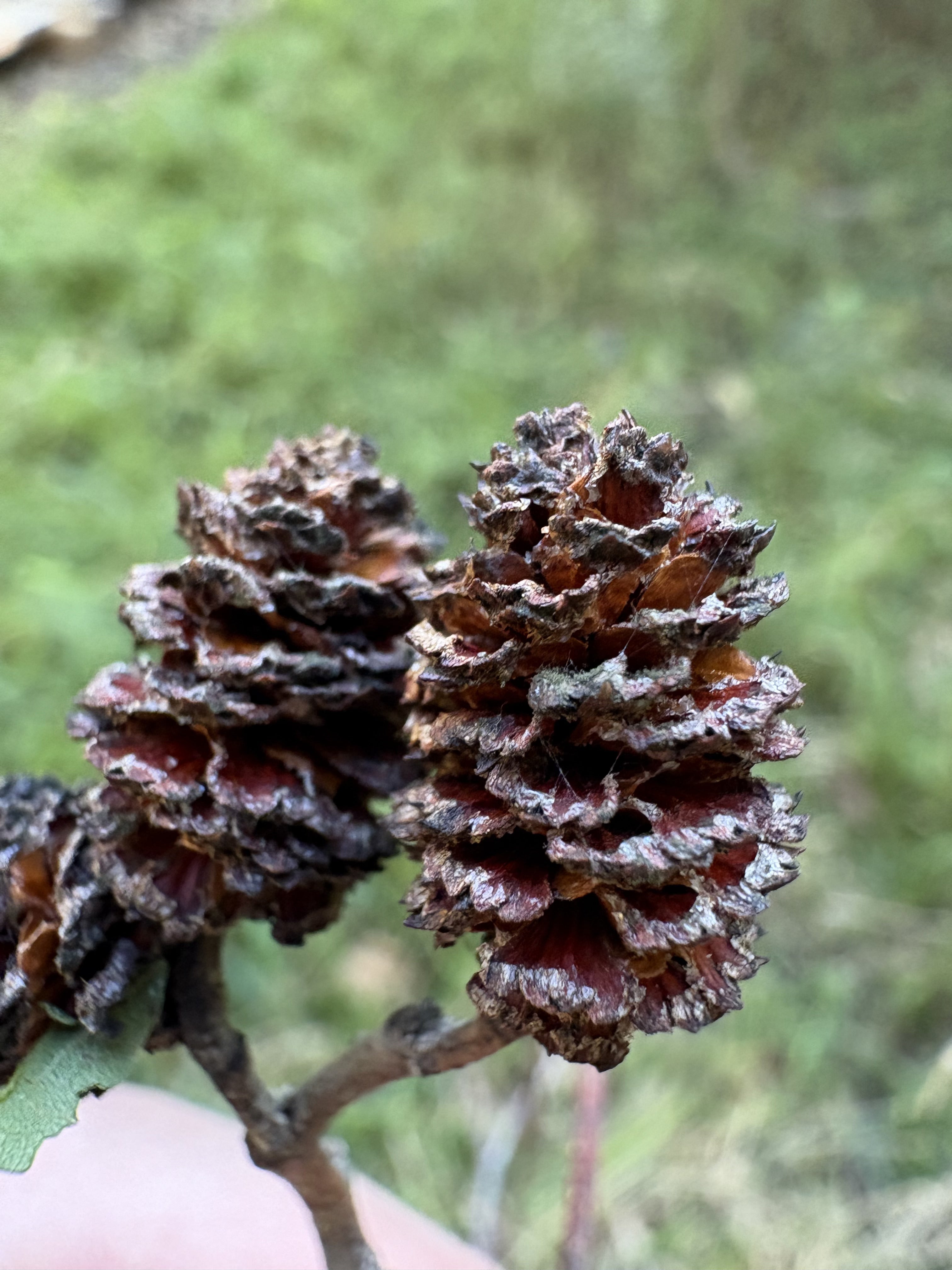 Speckled alder - Alnus incana