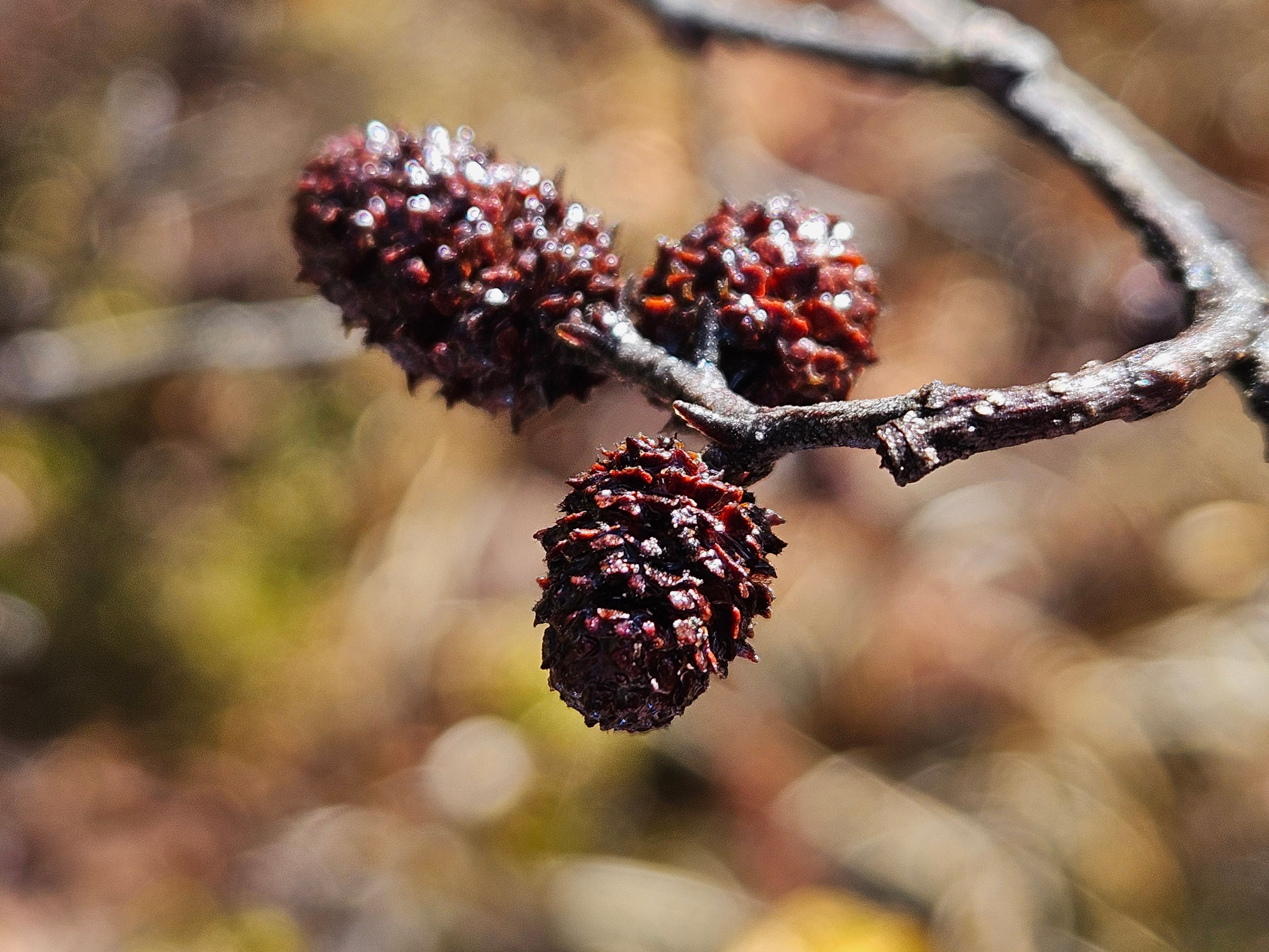 Speckled alder - Alnus incana