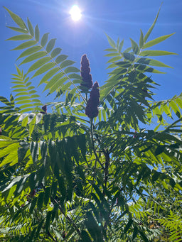 Staghorn sumac - Rhus typhina