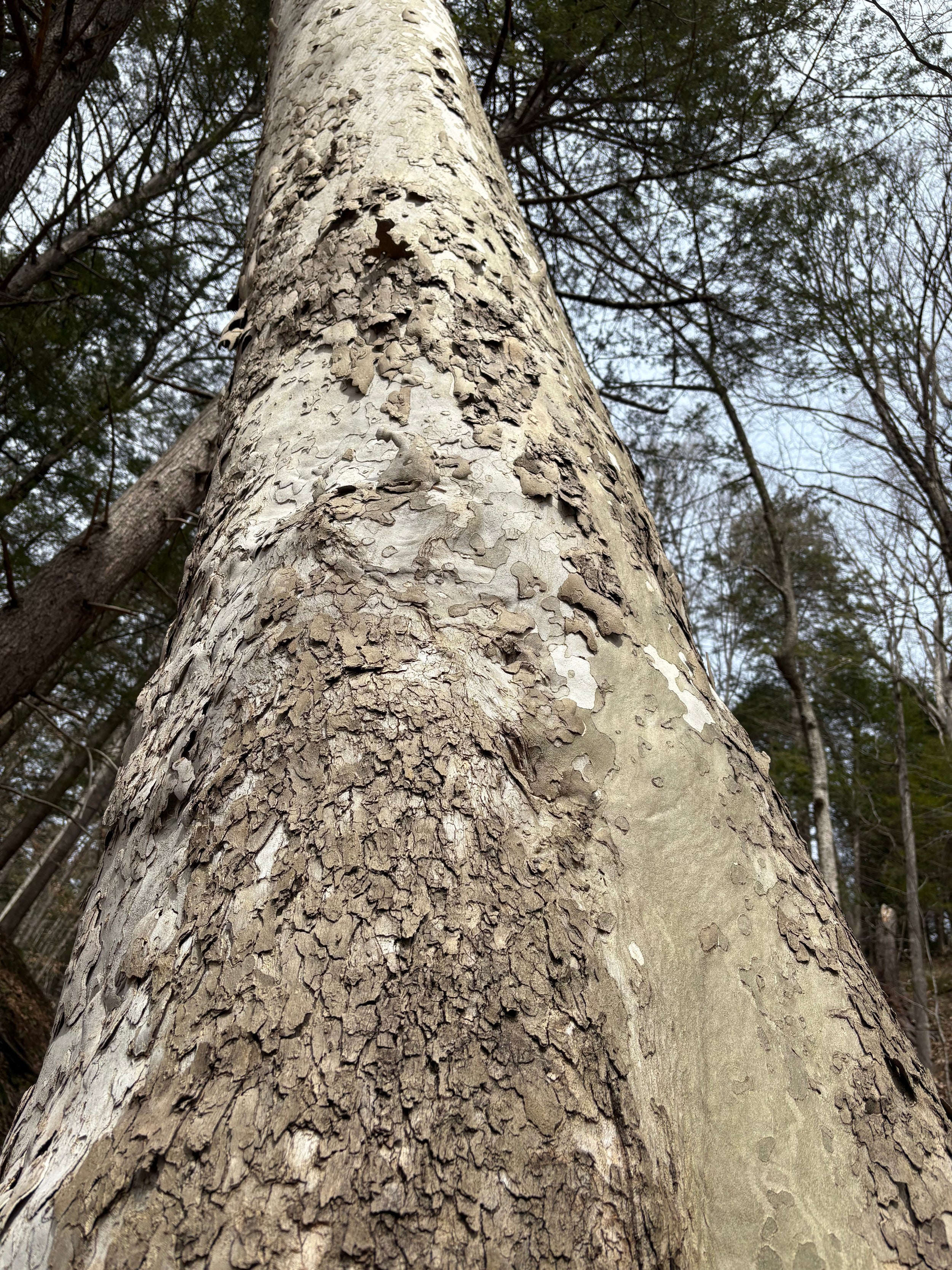 Sycamore - Platanus occidentalis