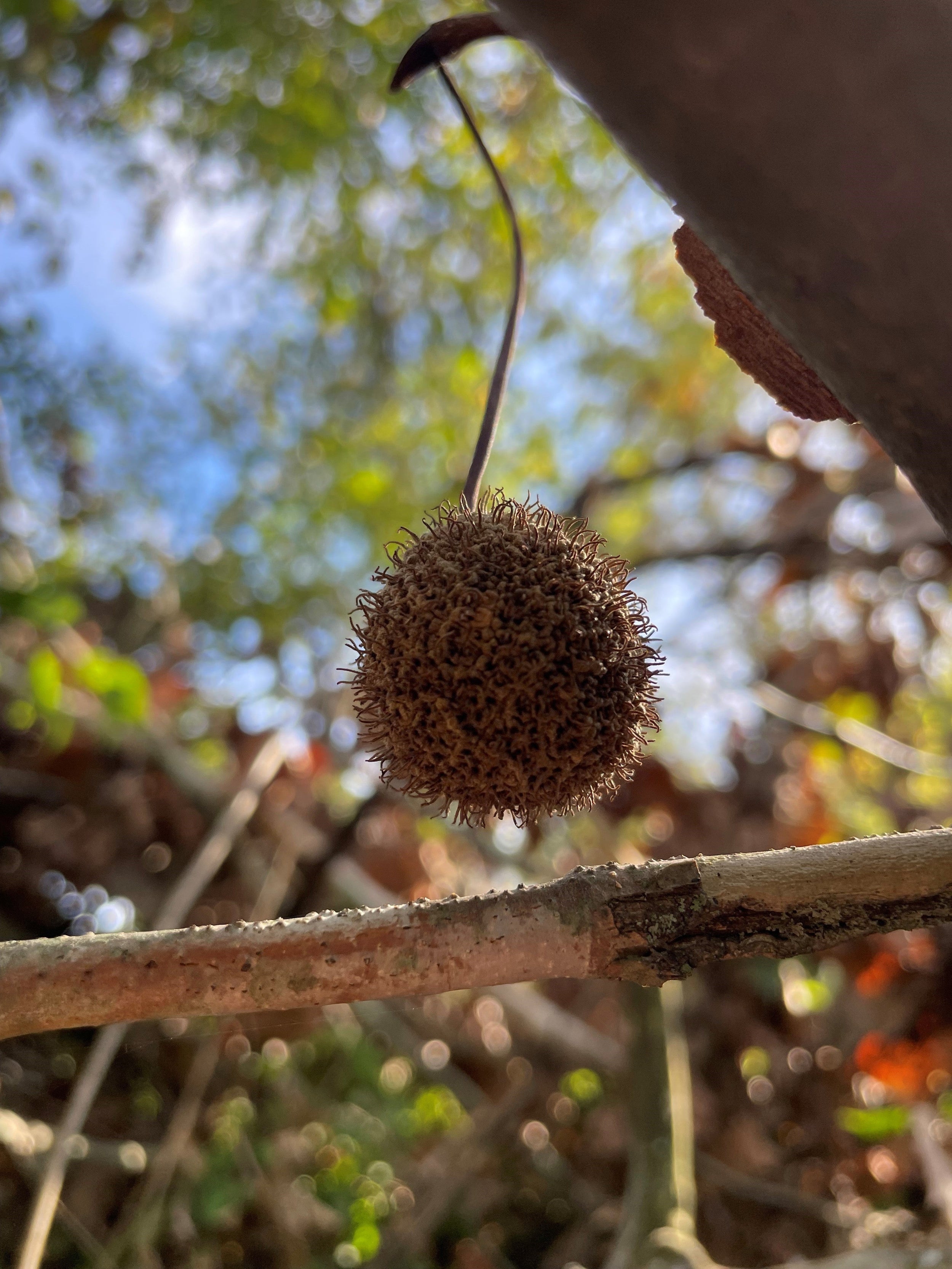 Sycamore - Platanus occidentalis