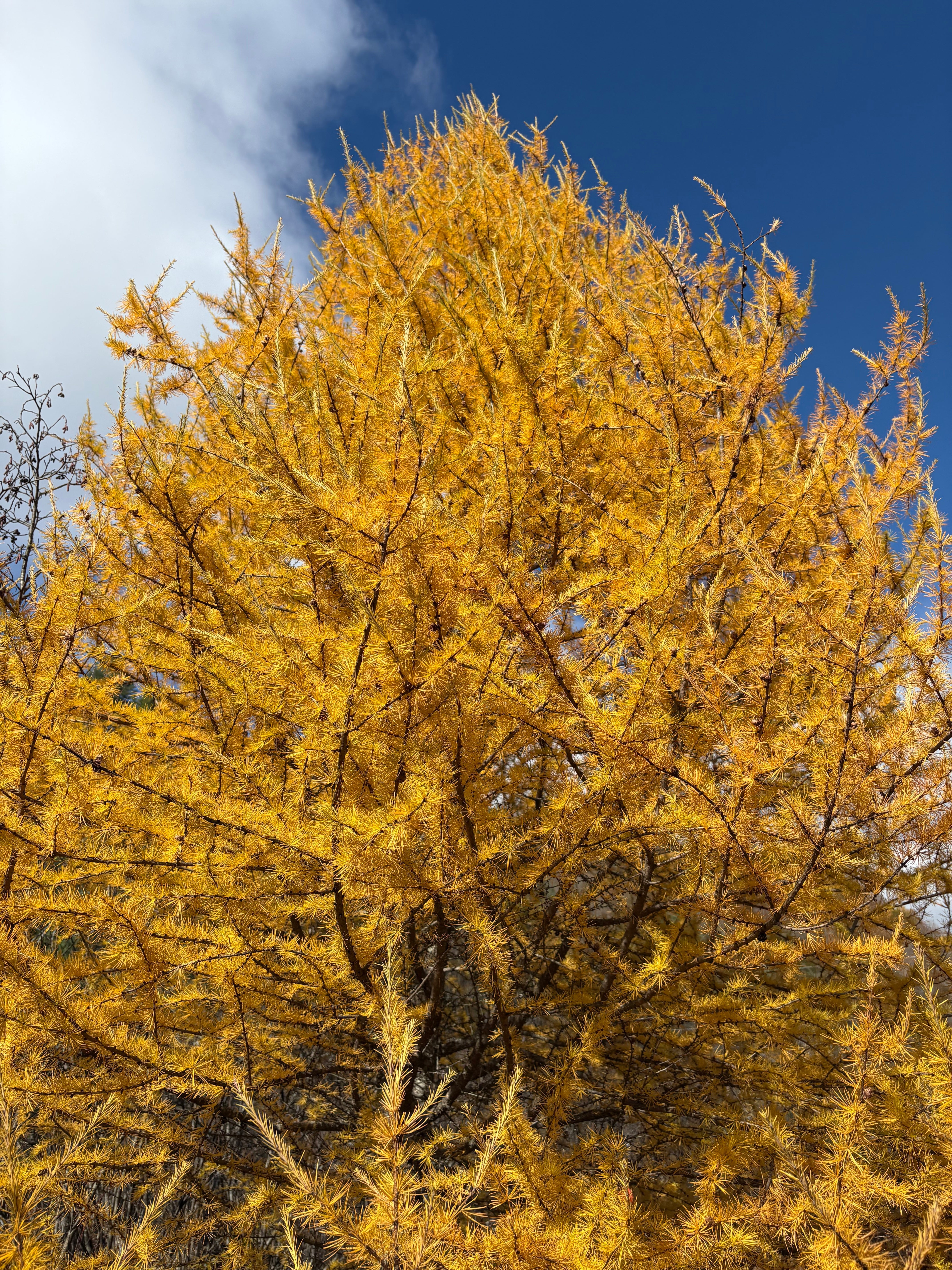 Tamarack - Larix laricina