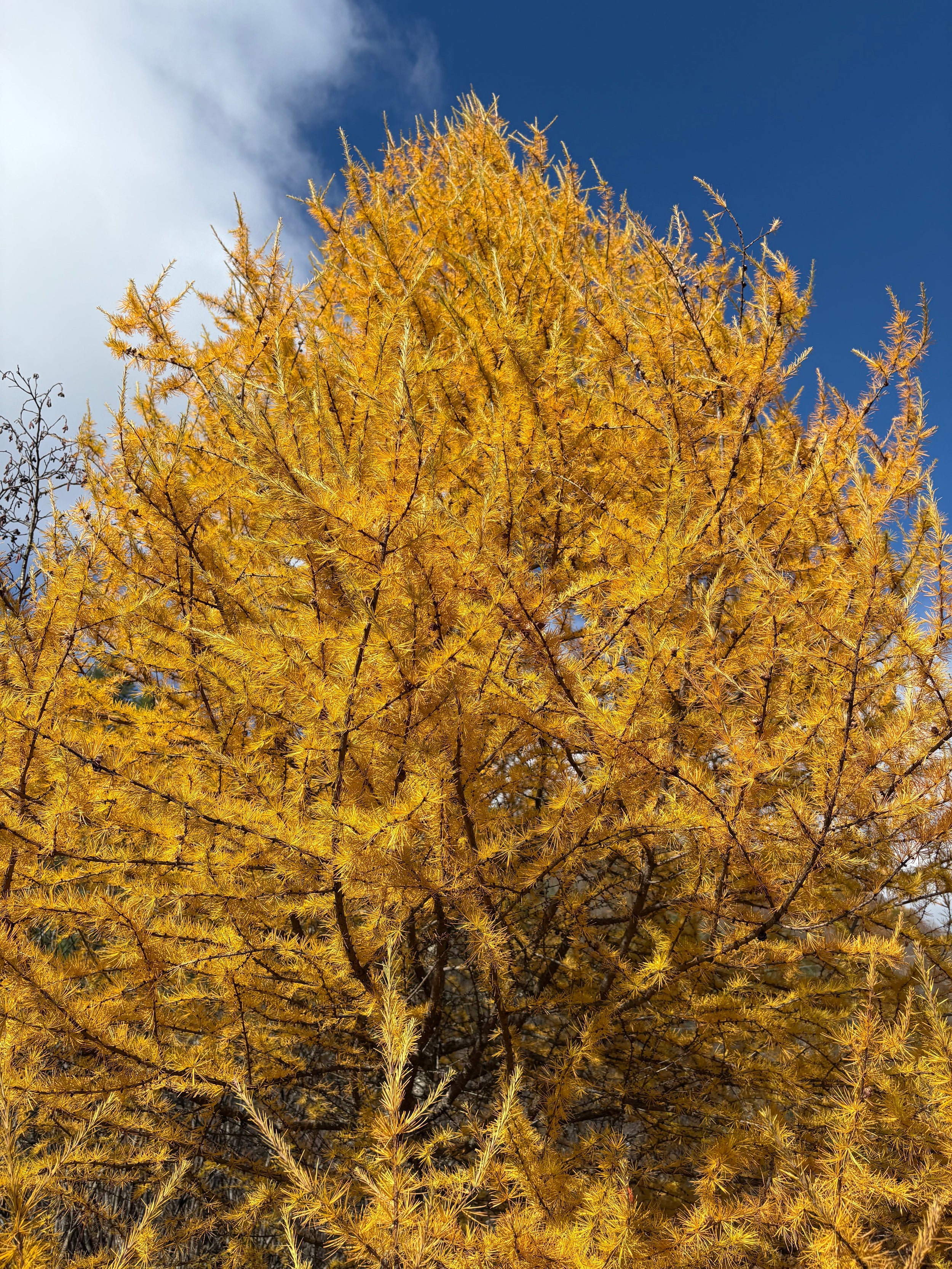 Tamarack - Larix laricina