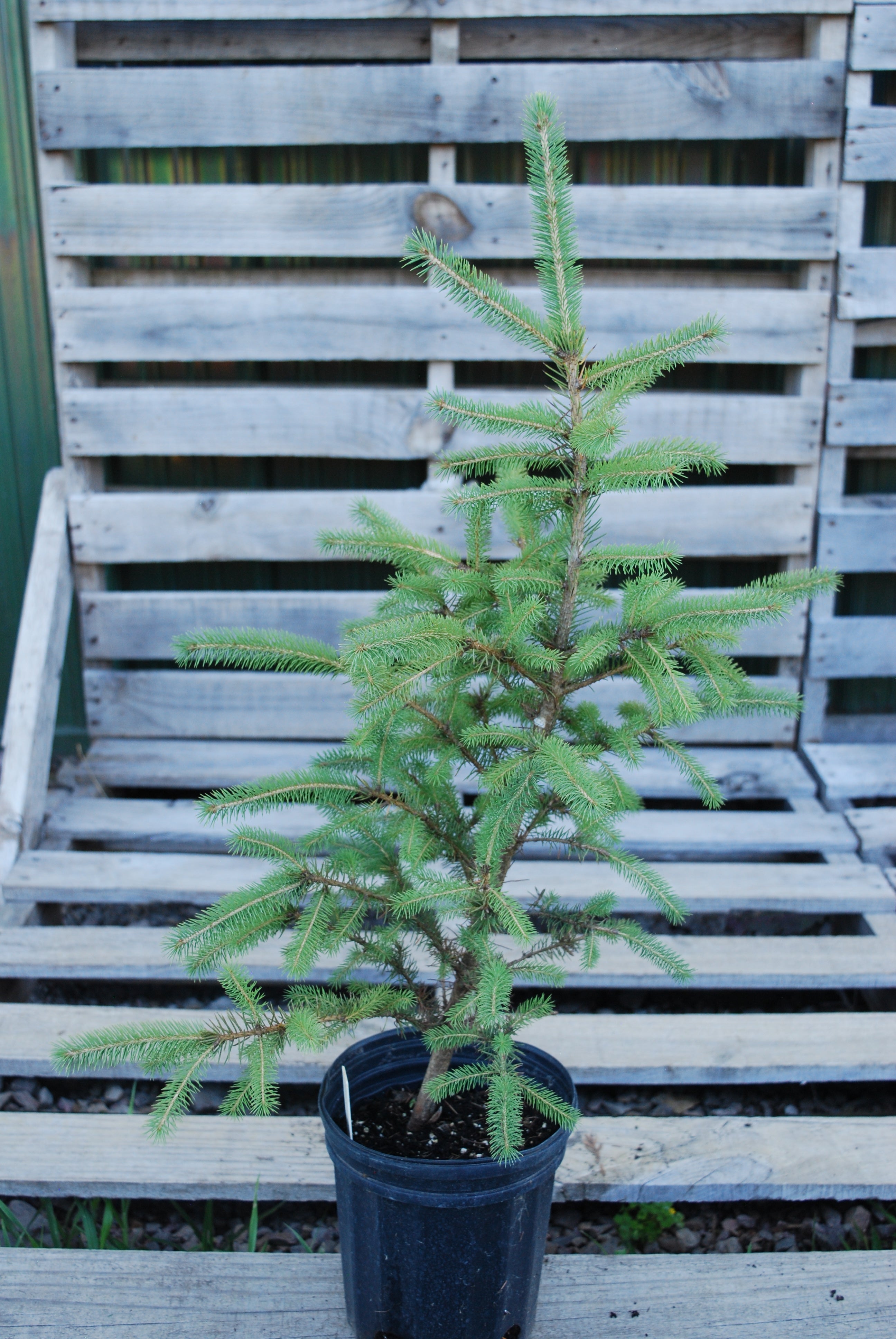 White spruce - Picea glauca