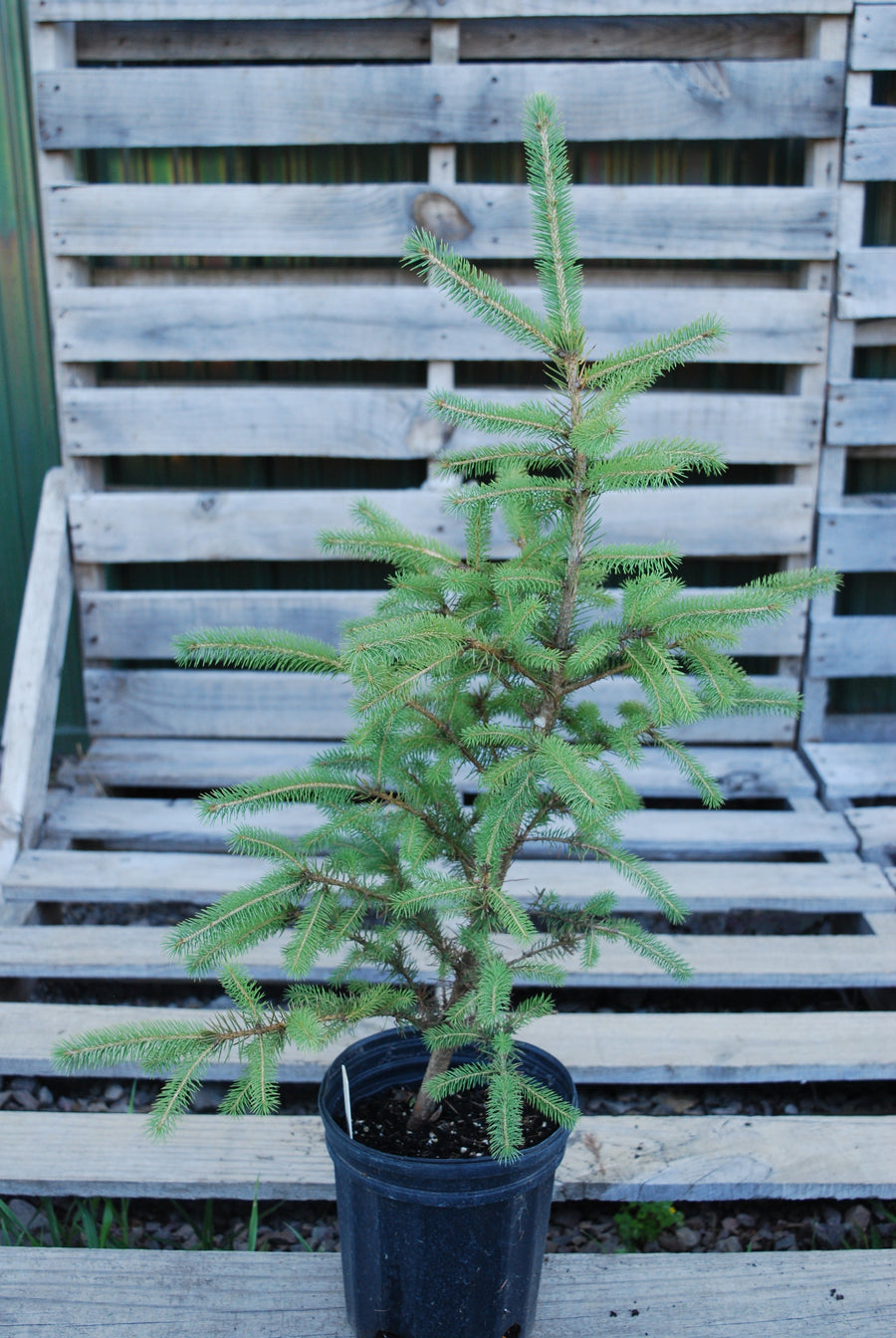White spruce - Picea glauca
