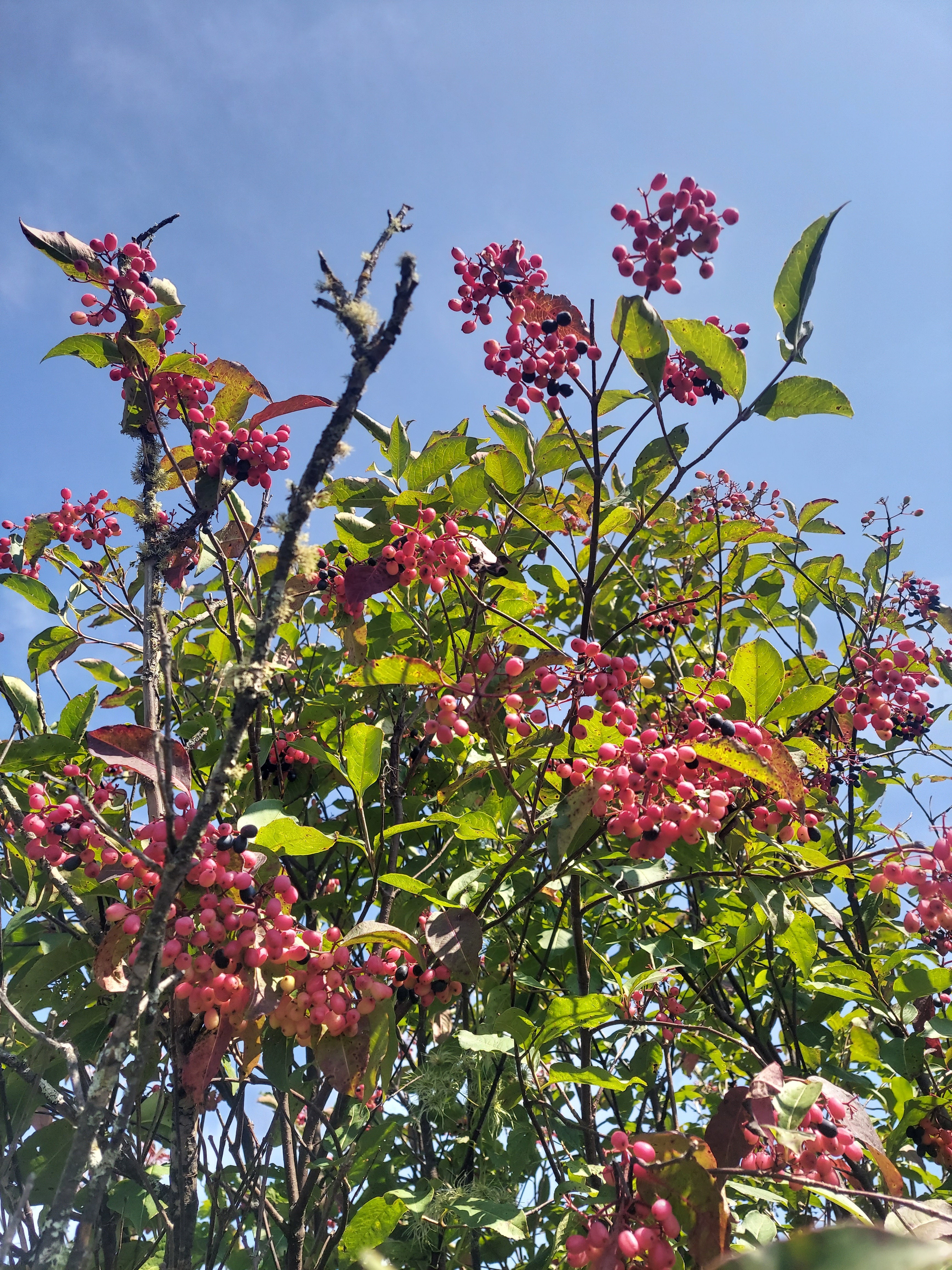 Wild raisin - Viburnum nudum