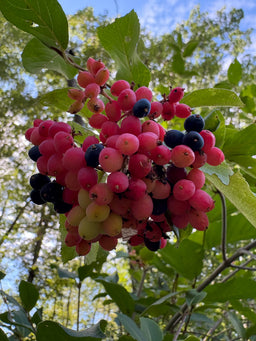 Wild raisin - Viburnum nudum