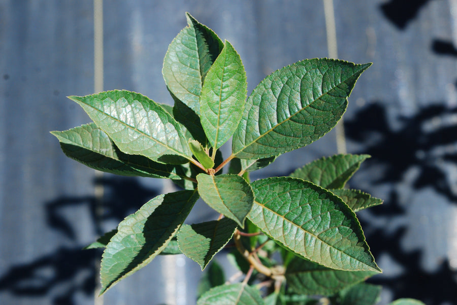 Winterberry - Ilex verticillata