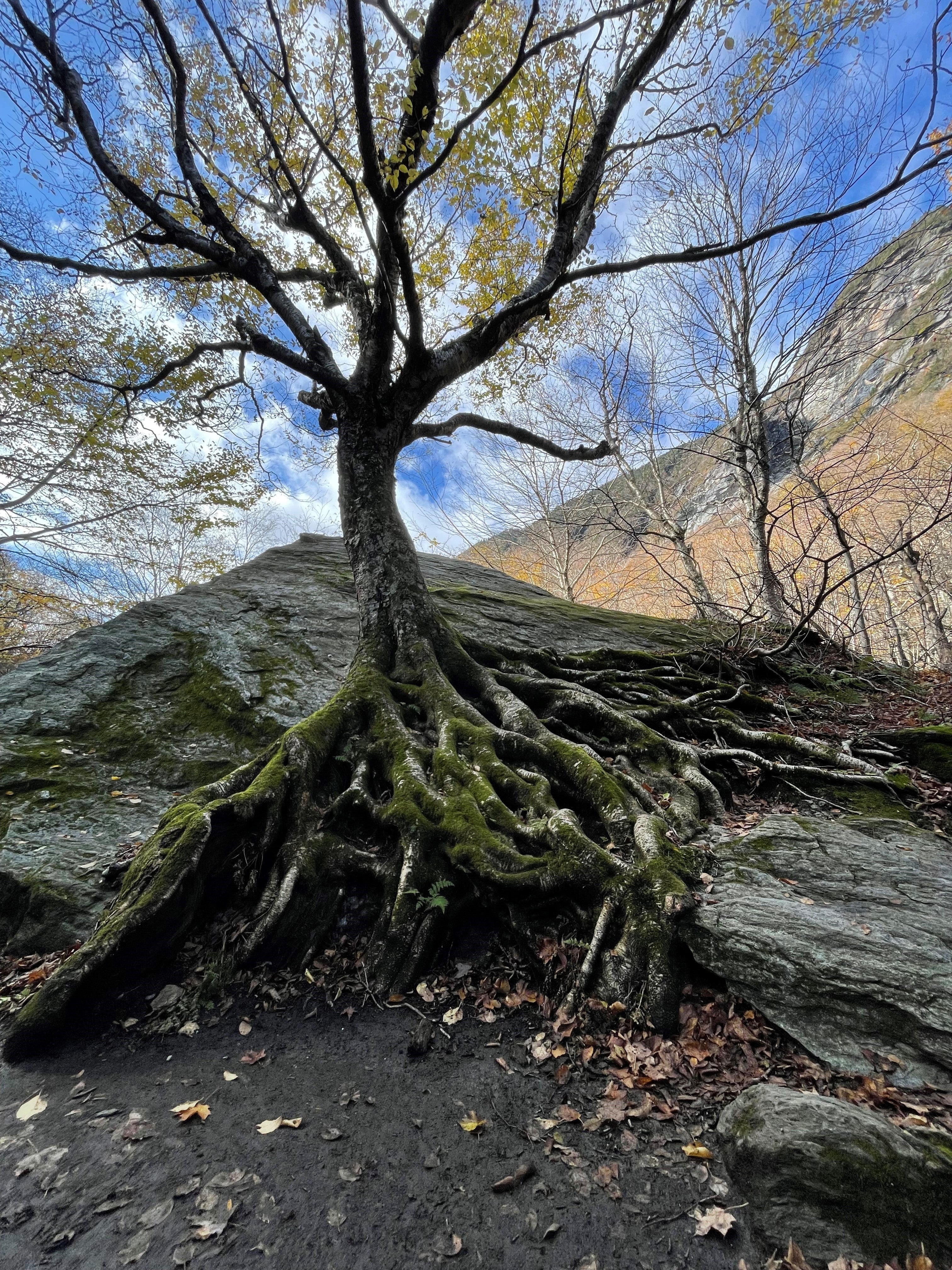 Yellow birch - Betula alleghaniesis