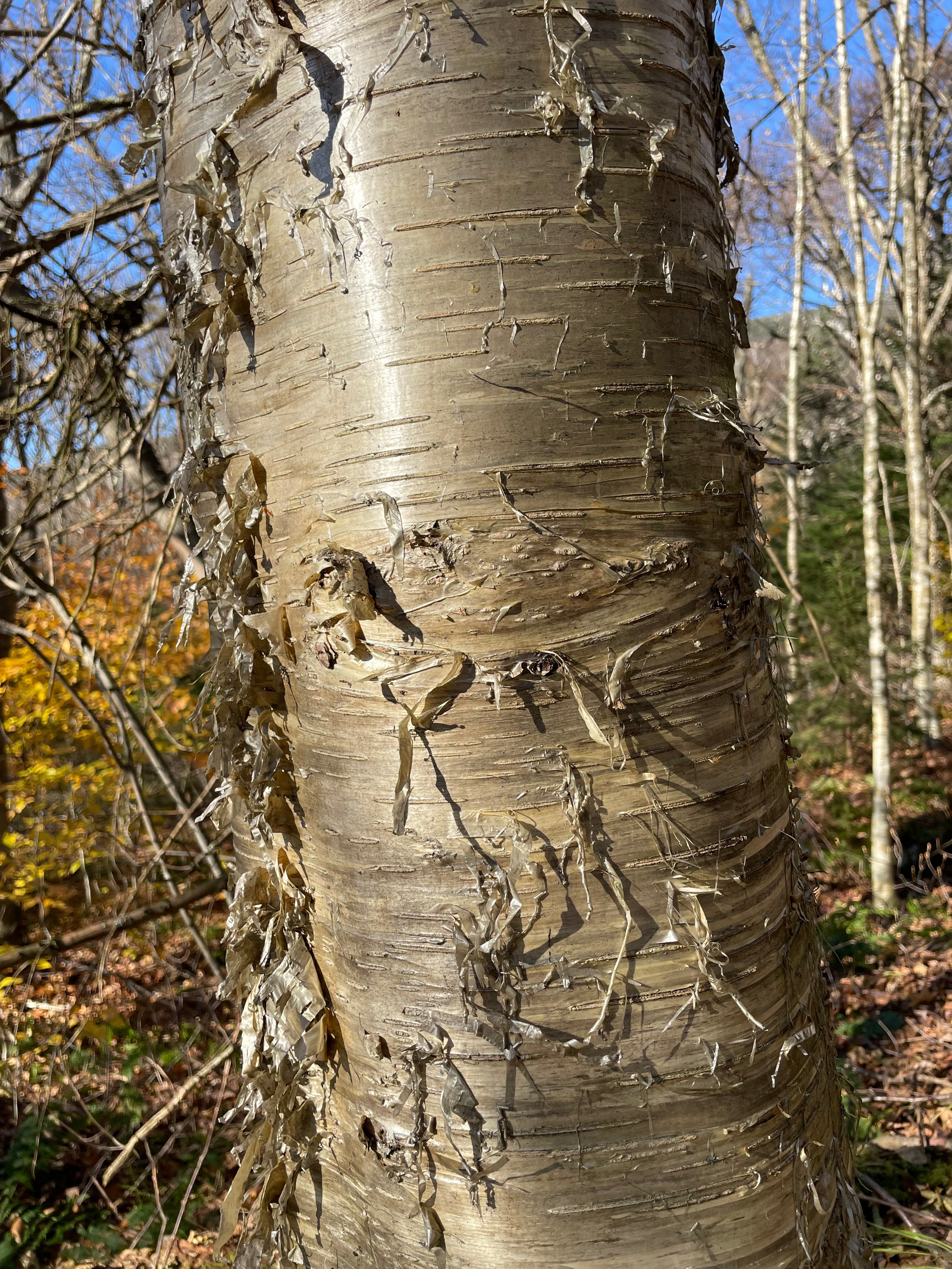 Yellow birch - Betula alleghaniesis