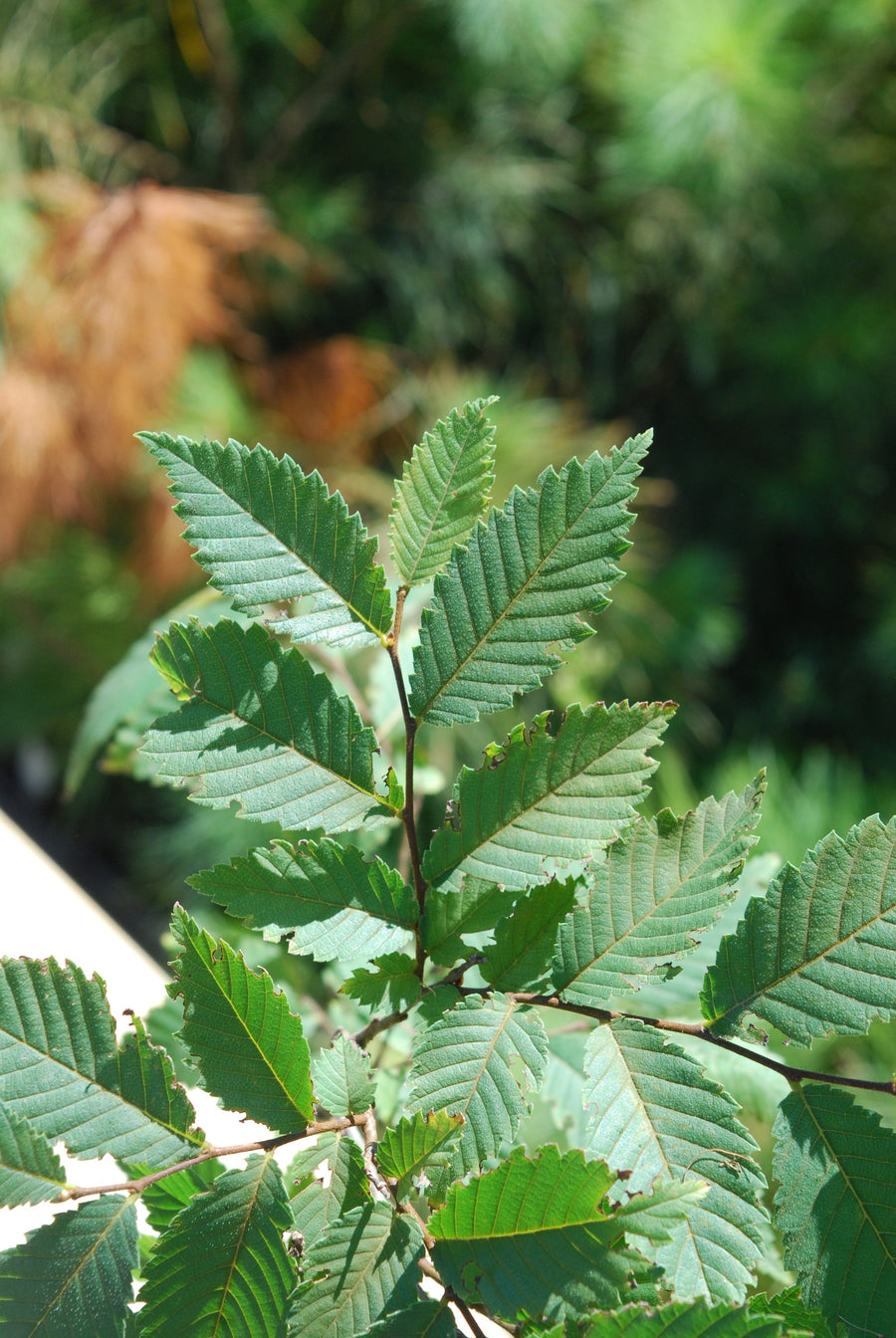 American elm - Ulmus americana