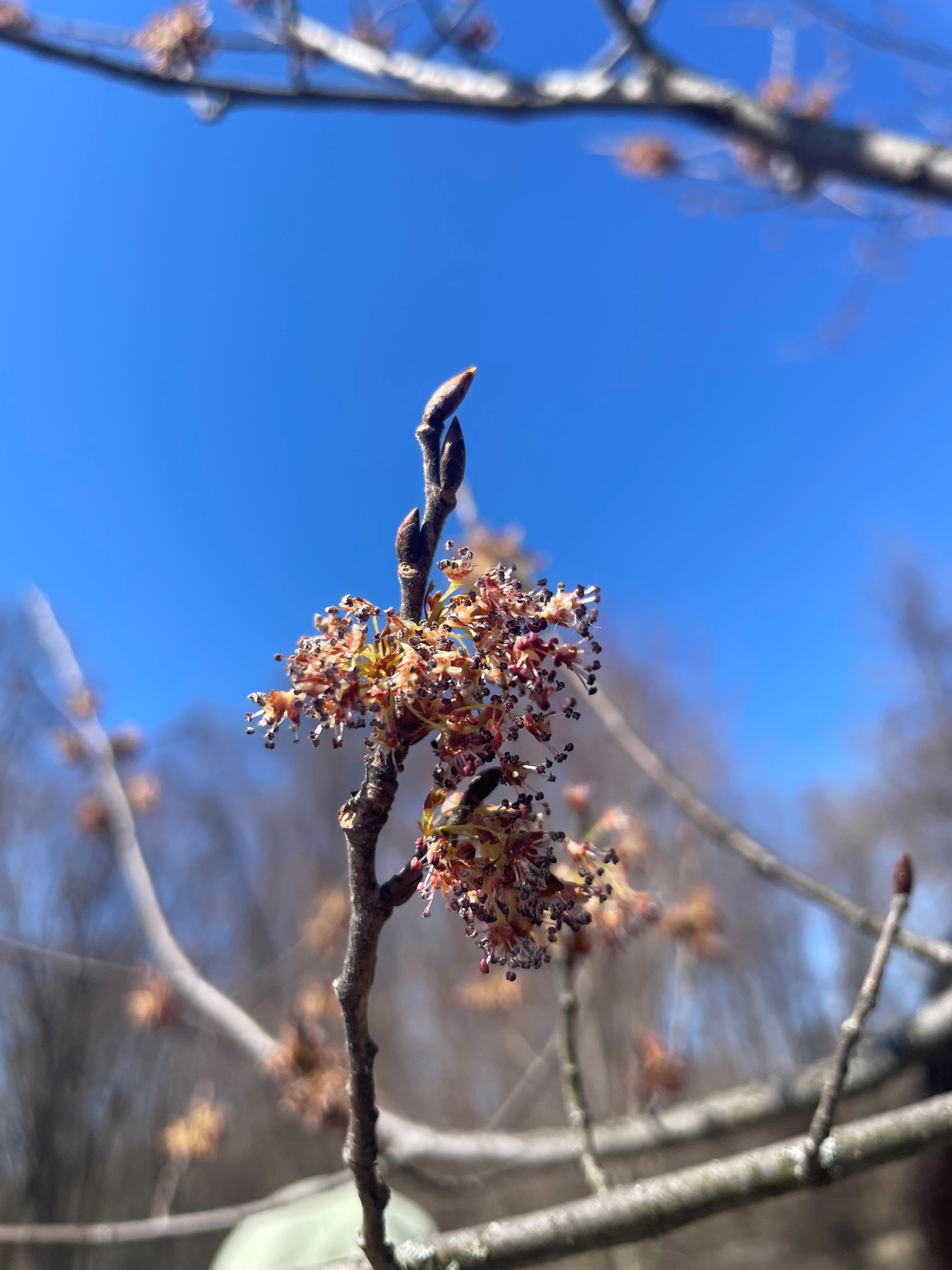 American elm - Ulmus americana