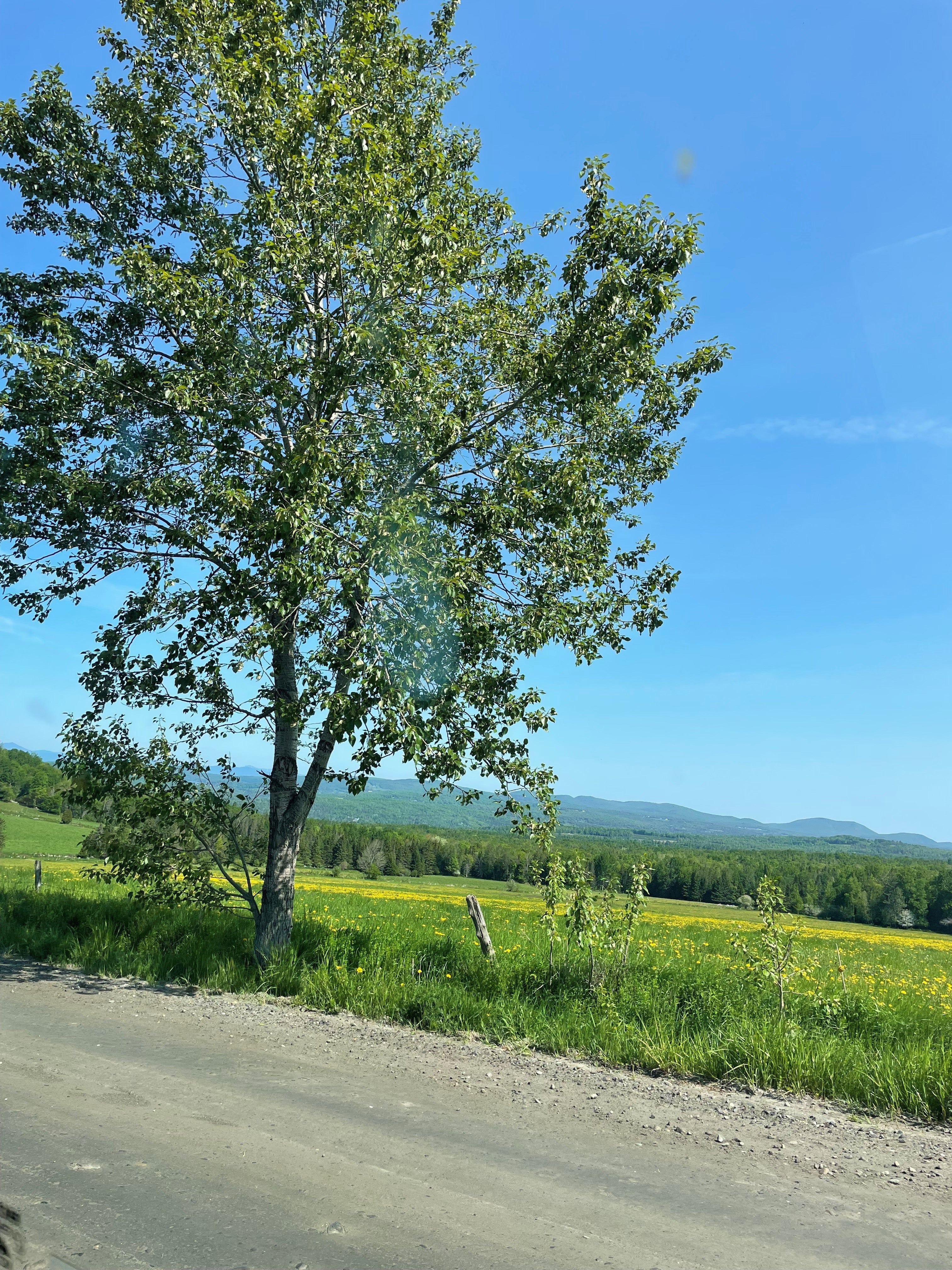 Balsam poplar - Populus balsamifera