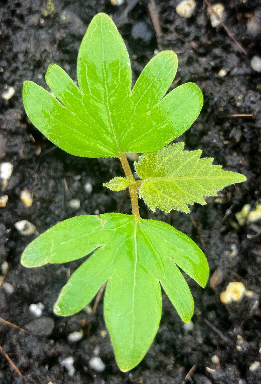 American basswood - Tilia americana
