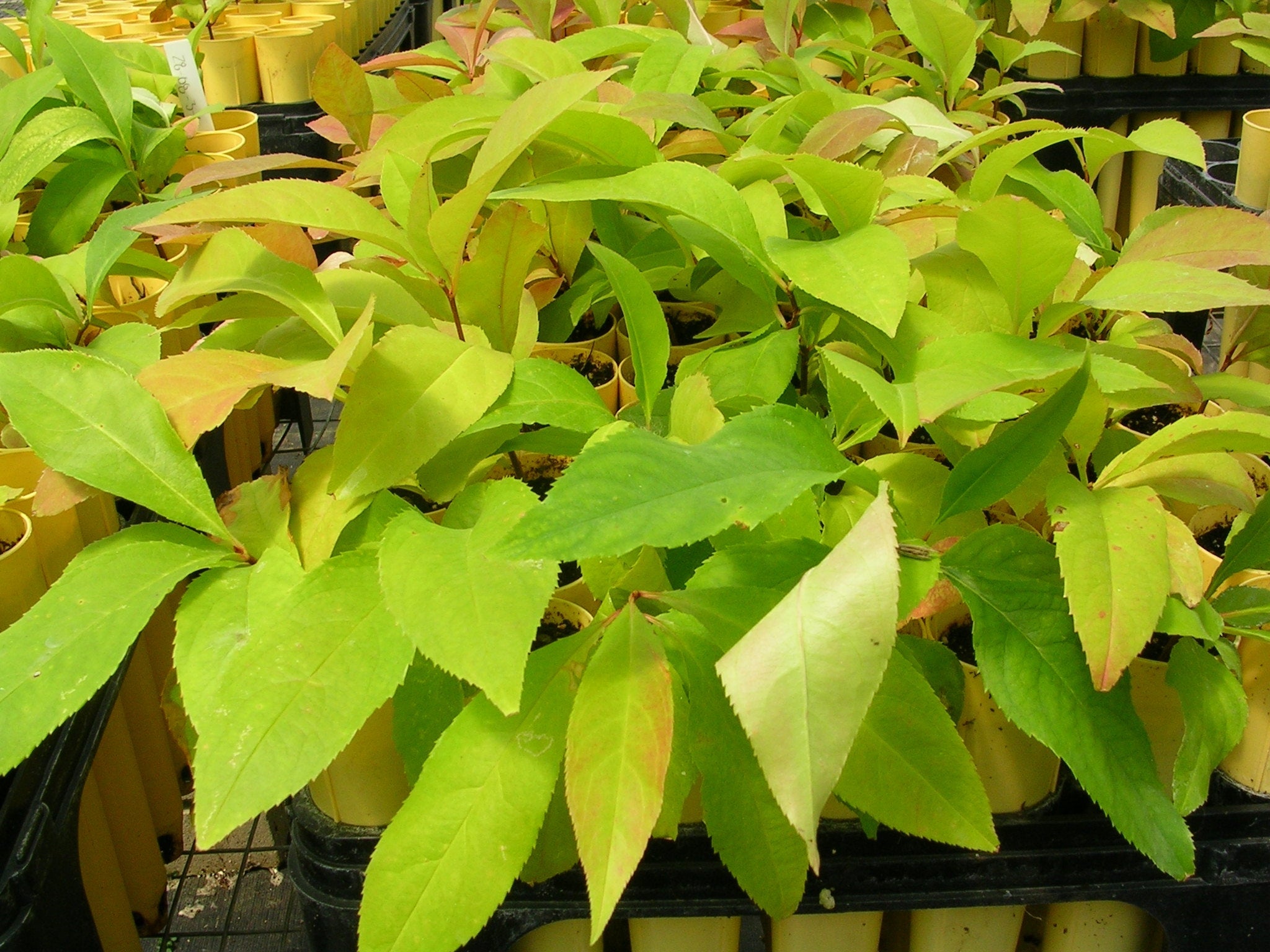 Black cherry - Prunus serotina