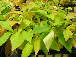 Black cherry - Prunus serotina