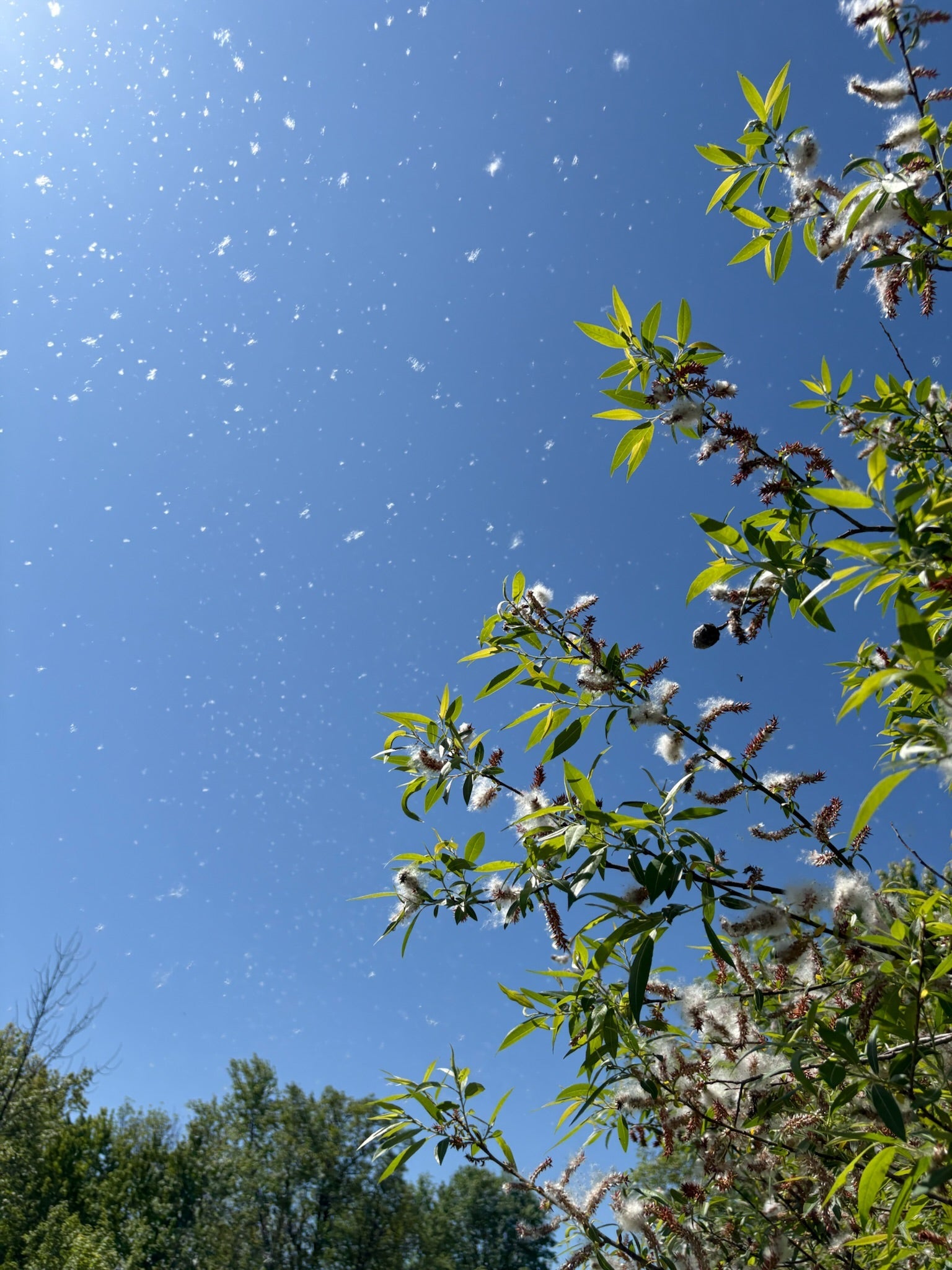 Eastern cottonwood - Populus deltoides