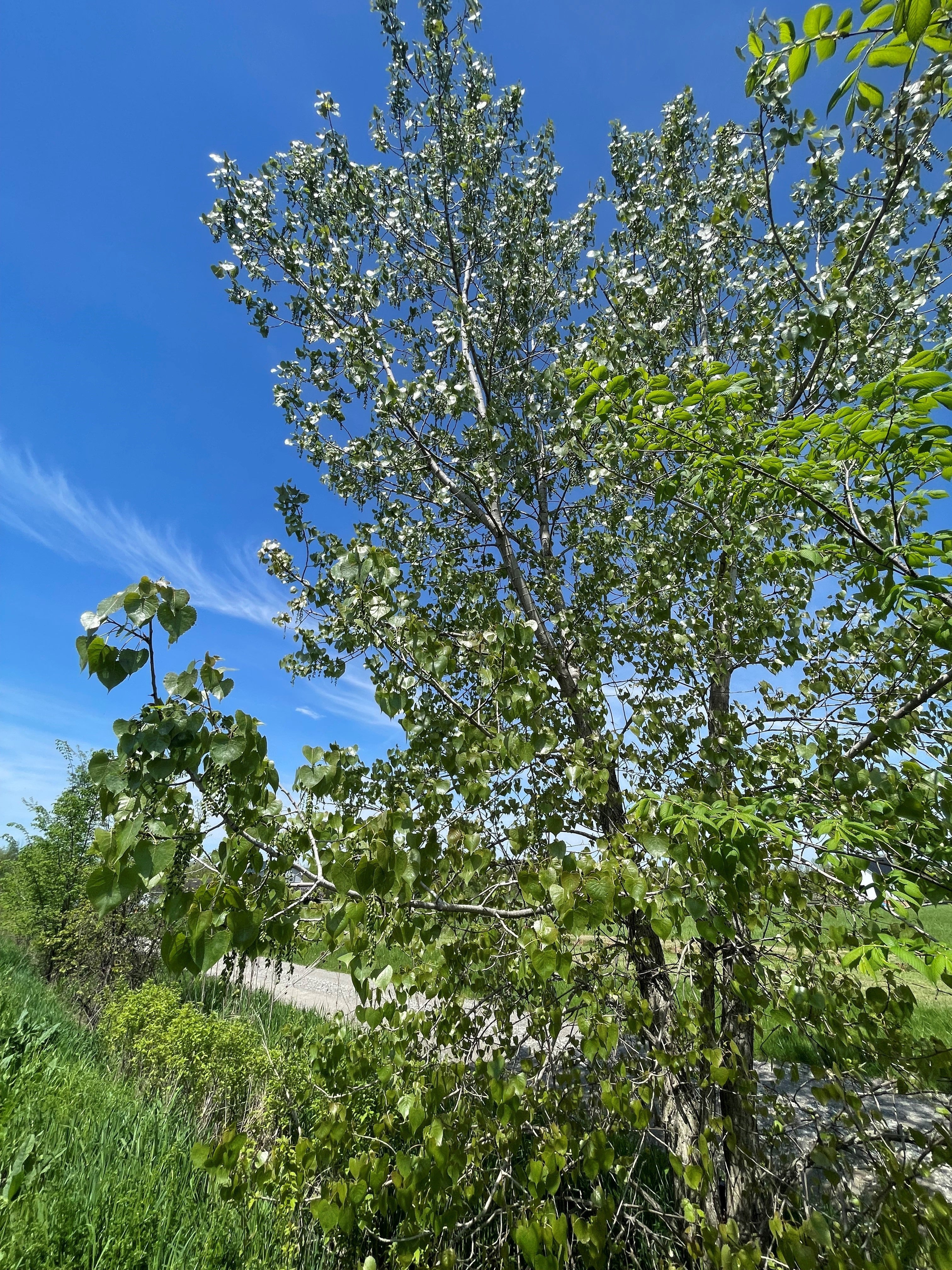 Eastern cottonwood - Populus deltoides
