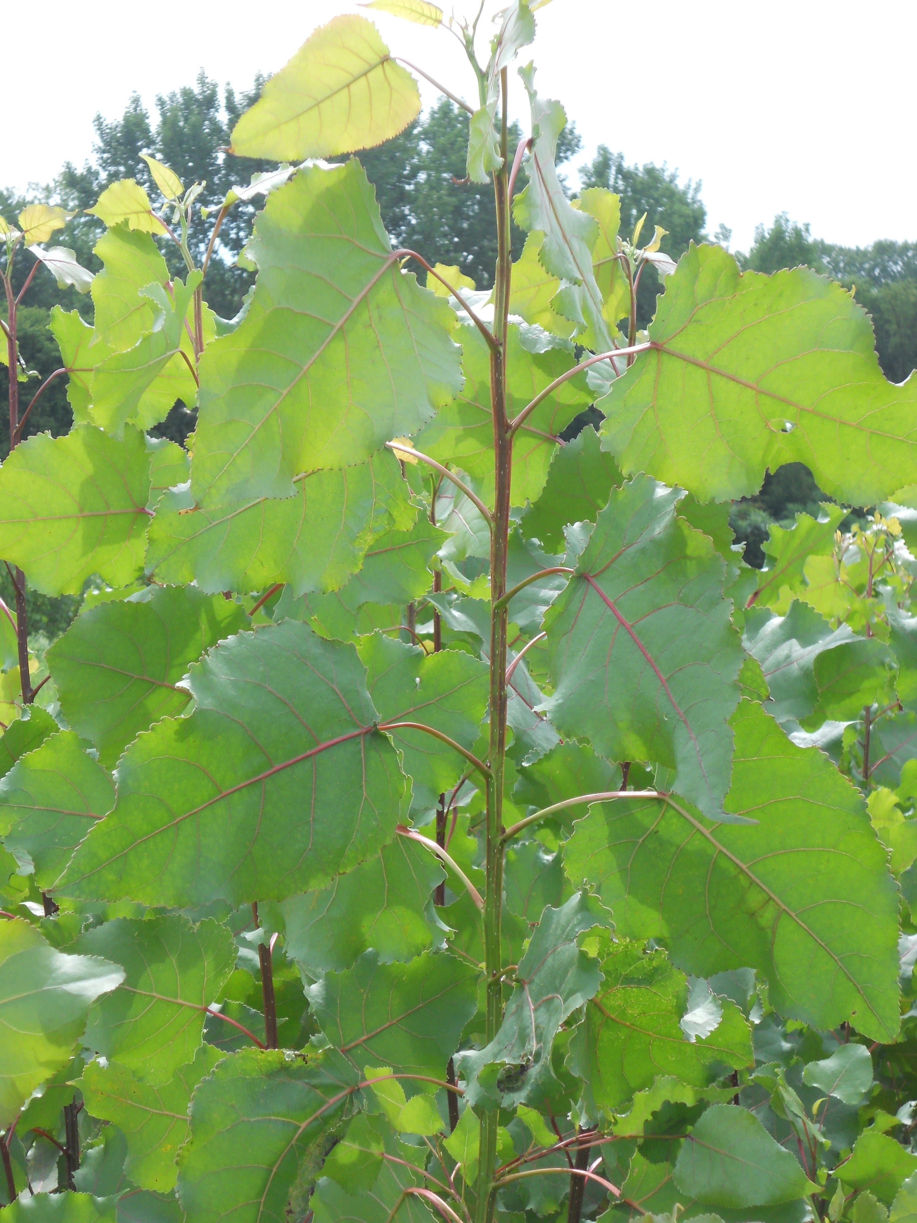 Eastern cottonwood - Populus deltoides