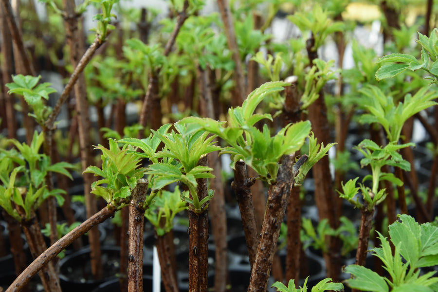 Elderberry - Sambucus canadensis