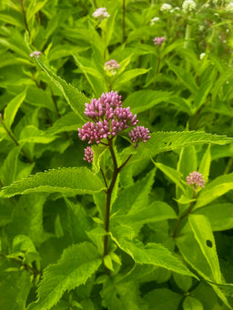 Joe pye weed - Eutrochium fistulosum