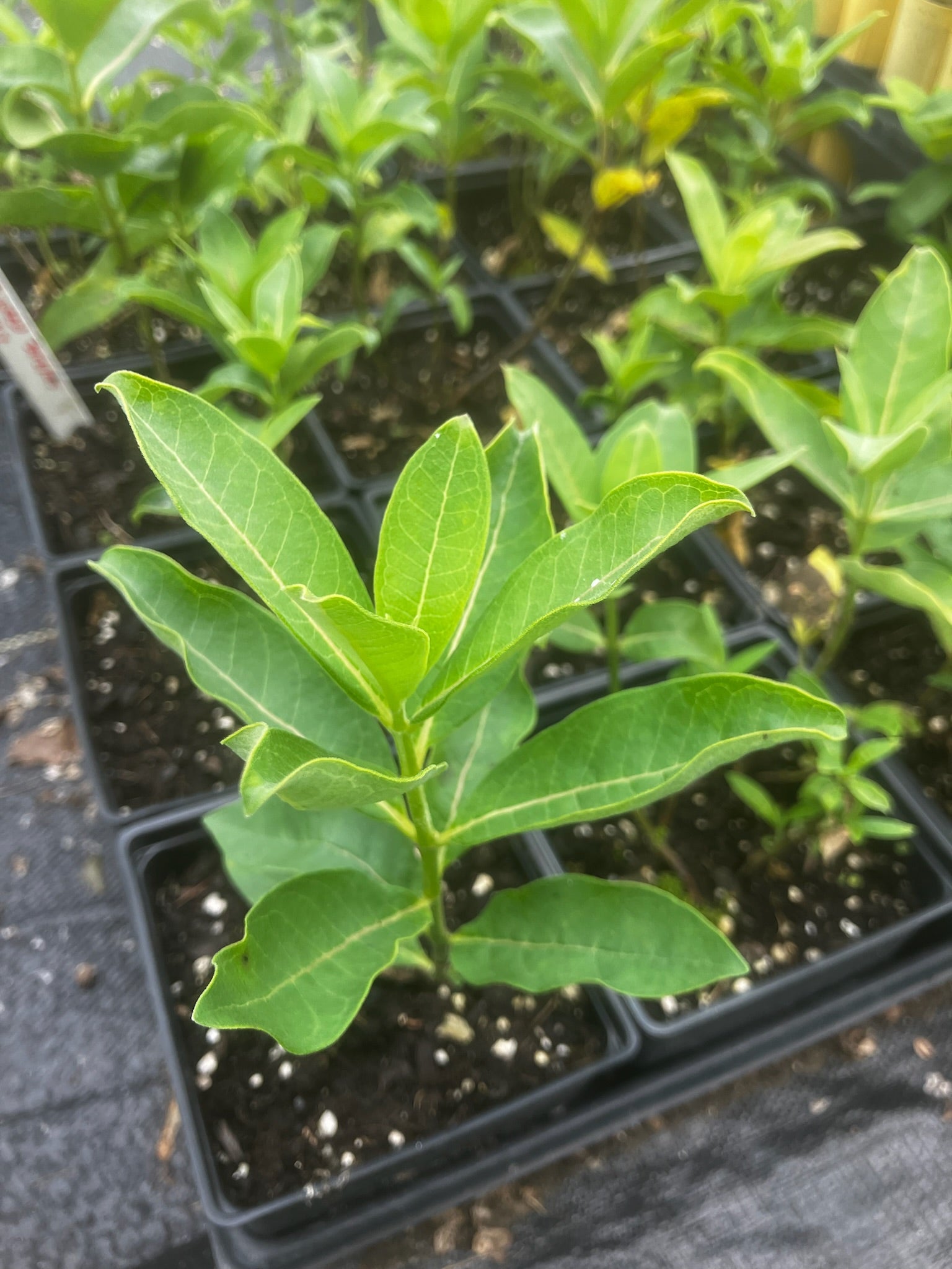 Common milkweed - Asclepias syriaca