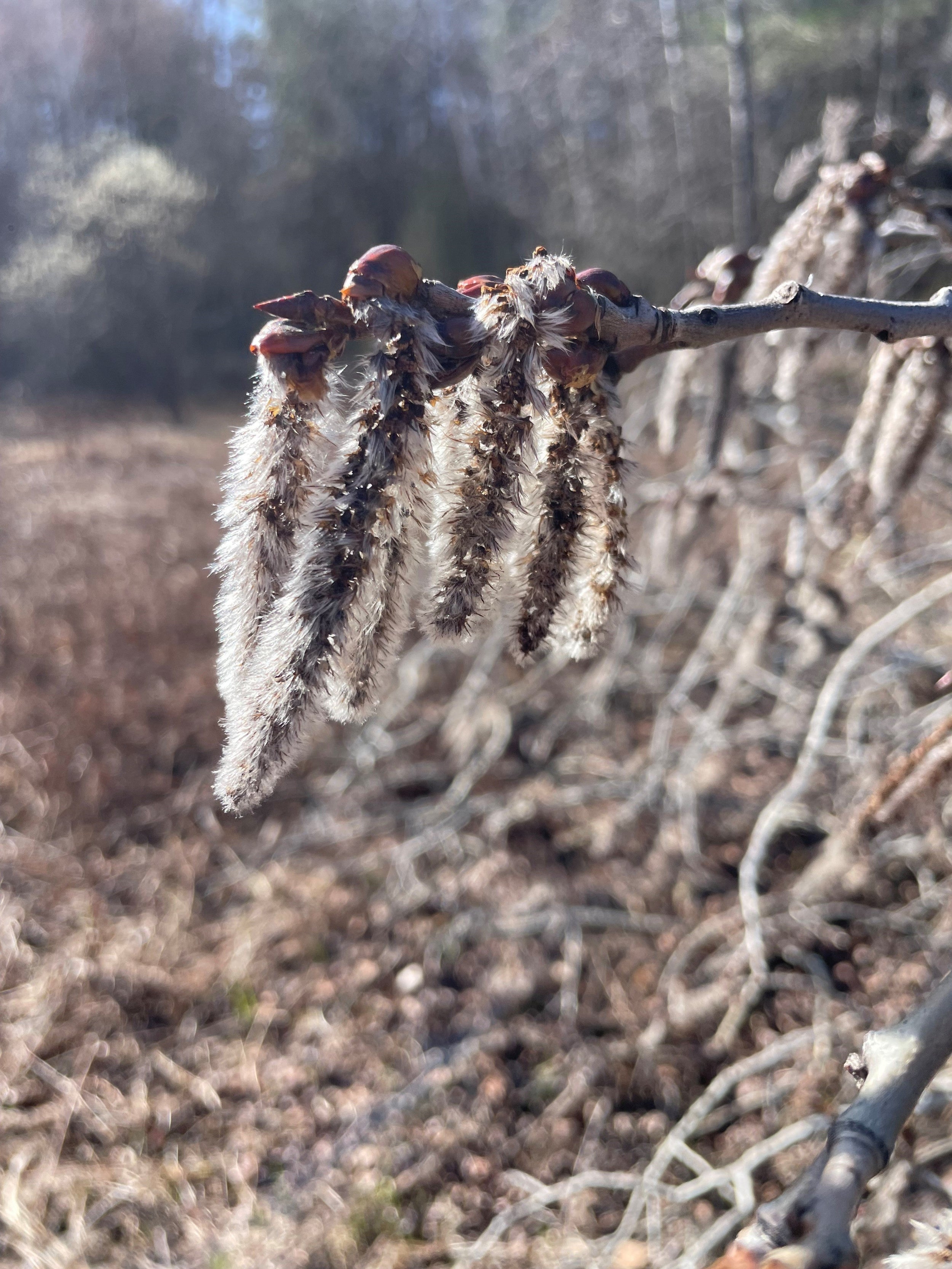 Quaking aspen - Populus tremuloides