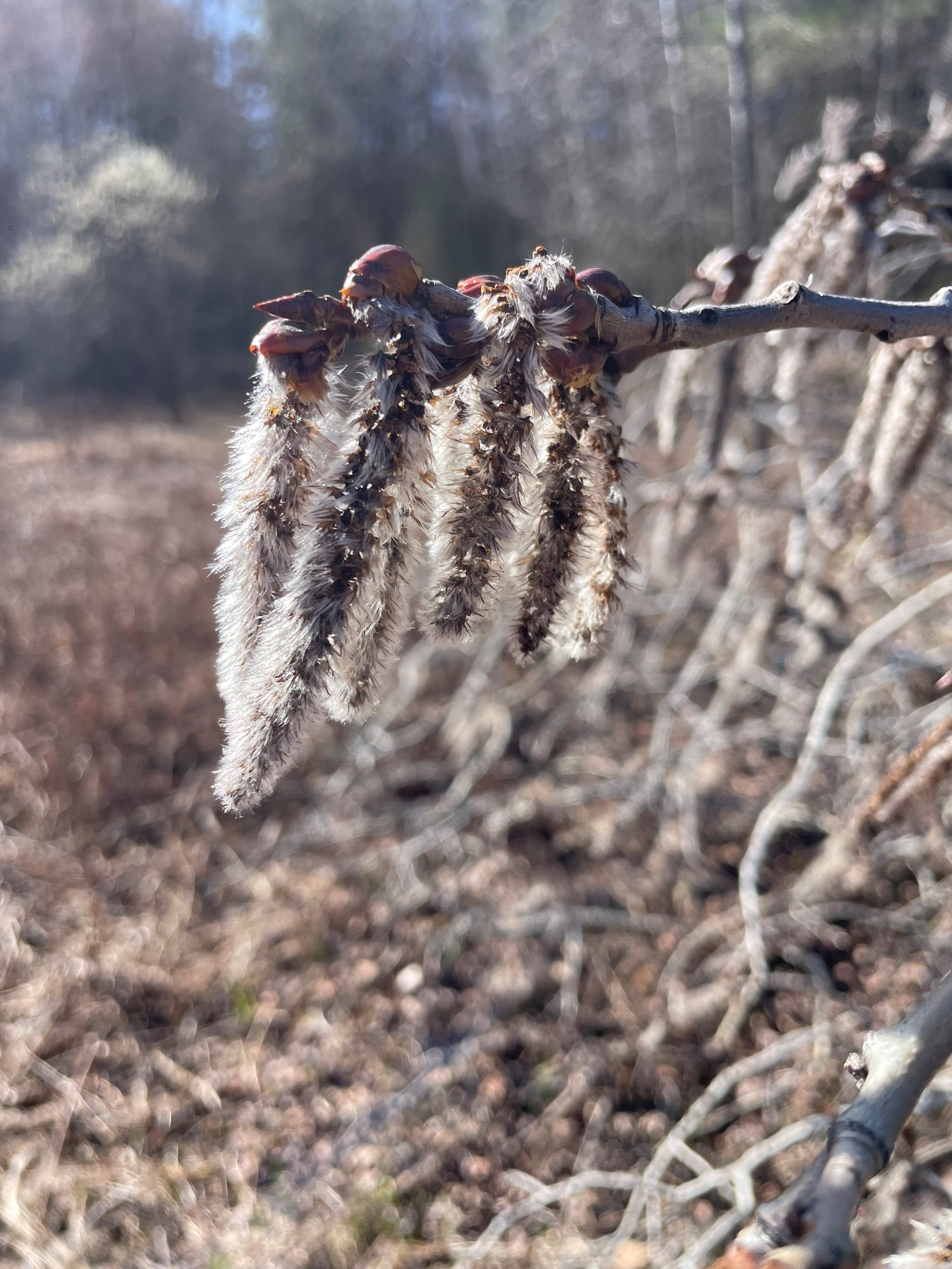 Quaking aspen - Populus tremuloides