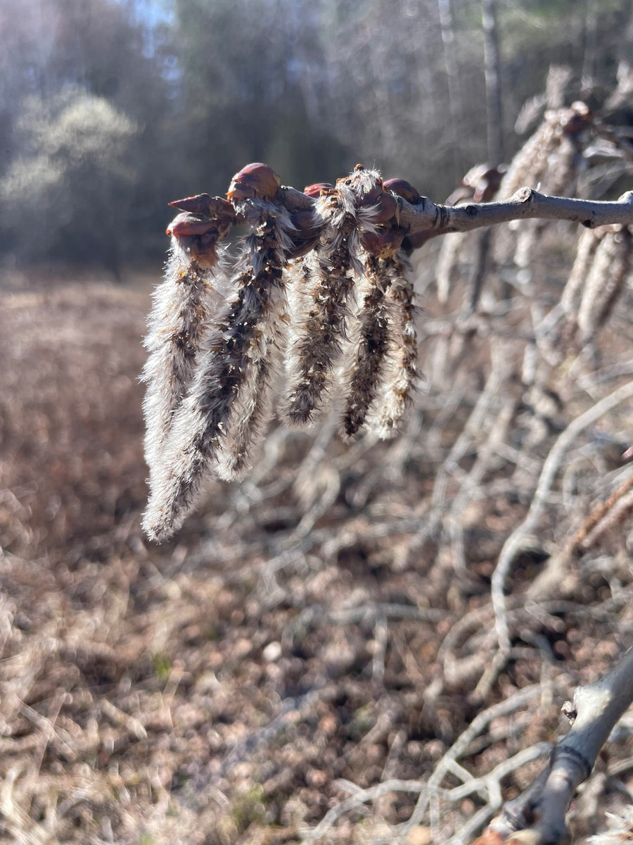 Quaking aspen - Populus tremuloides