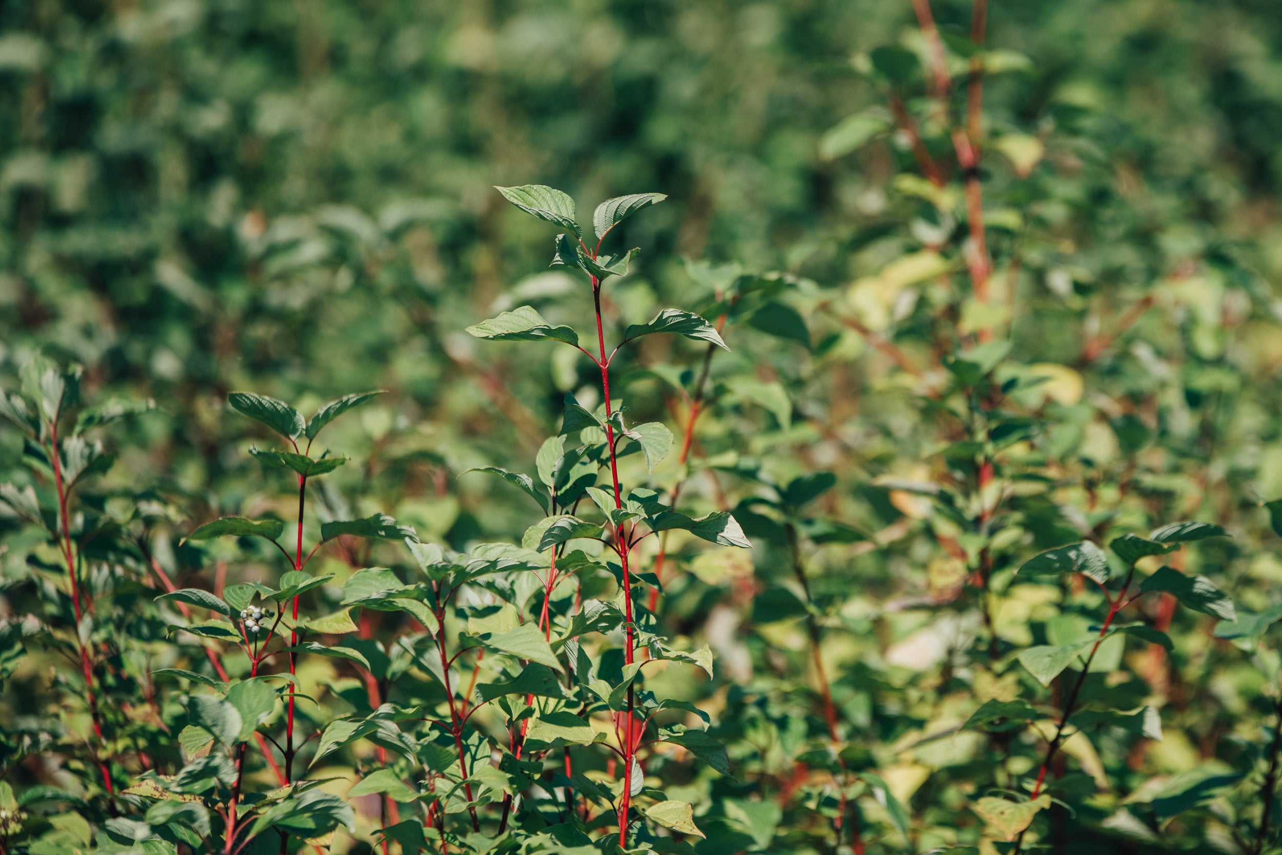 Red osier dogwood - Cornus sericea