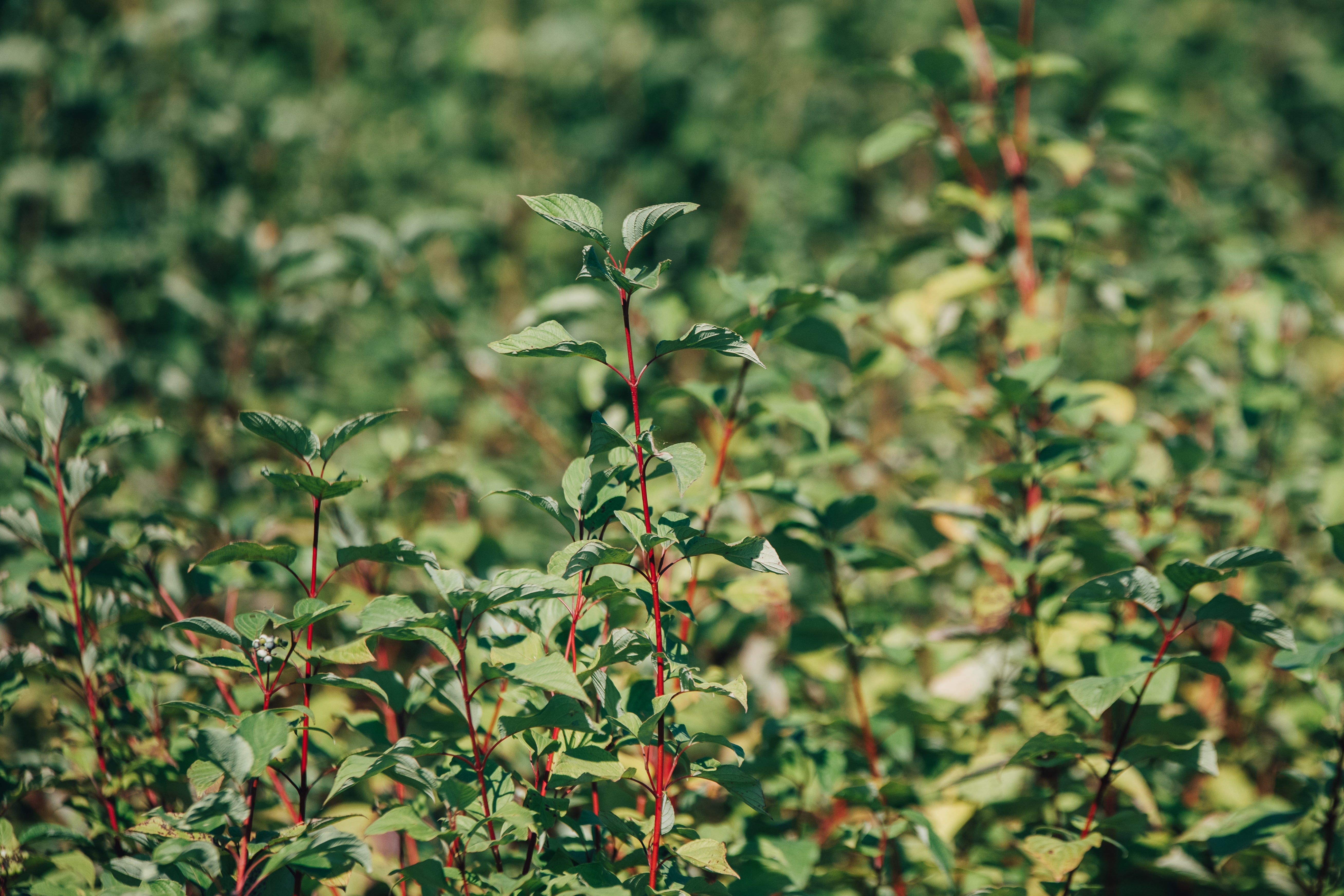 Red osier dogwood - Cornus sericea