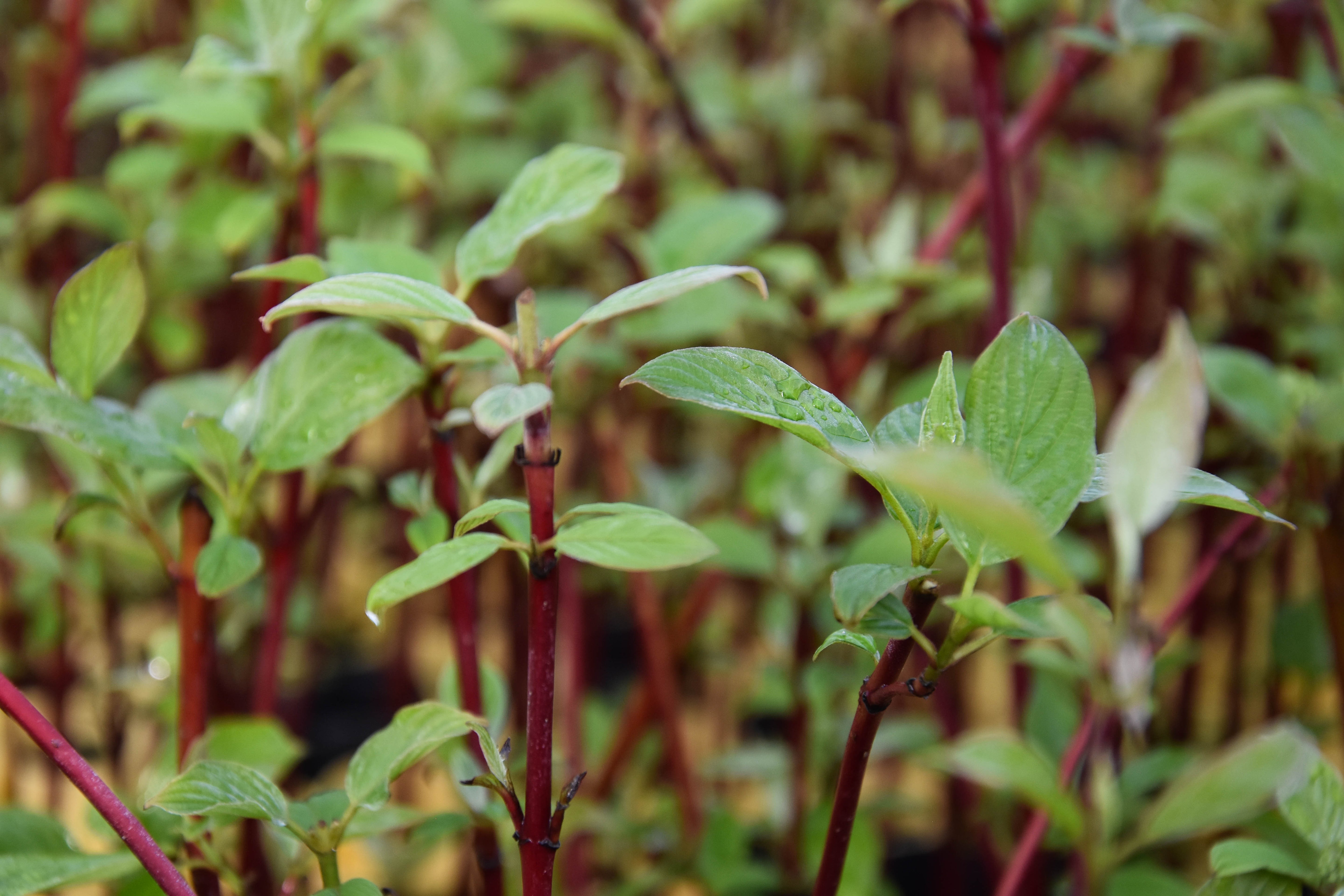 Red osier dogwood - Cornus sericea