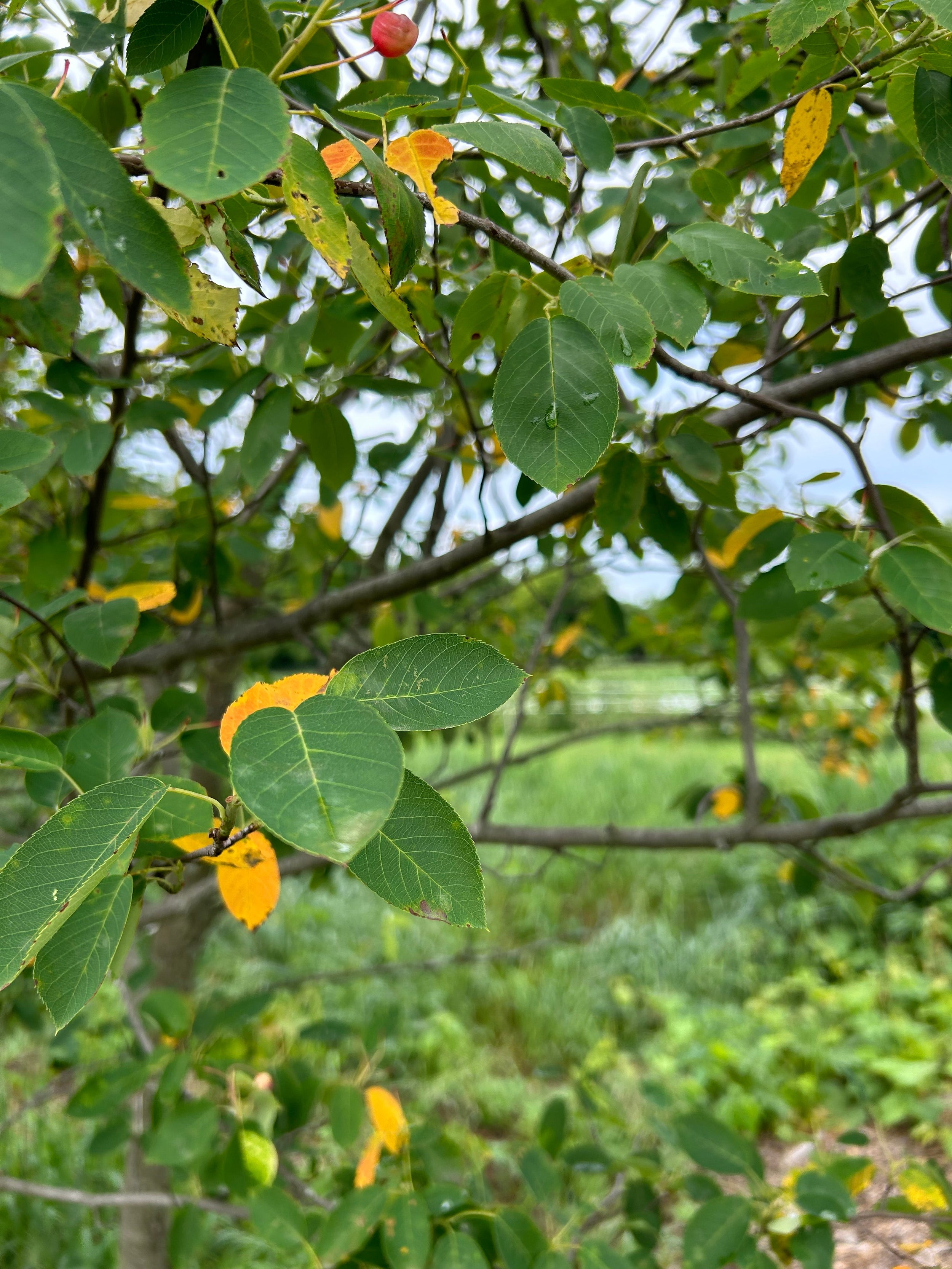 Serviceberry - Amelanchier spp.