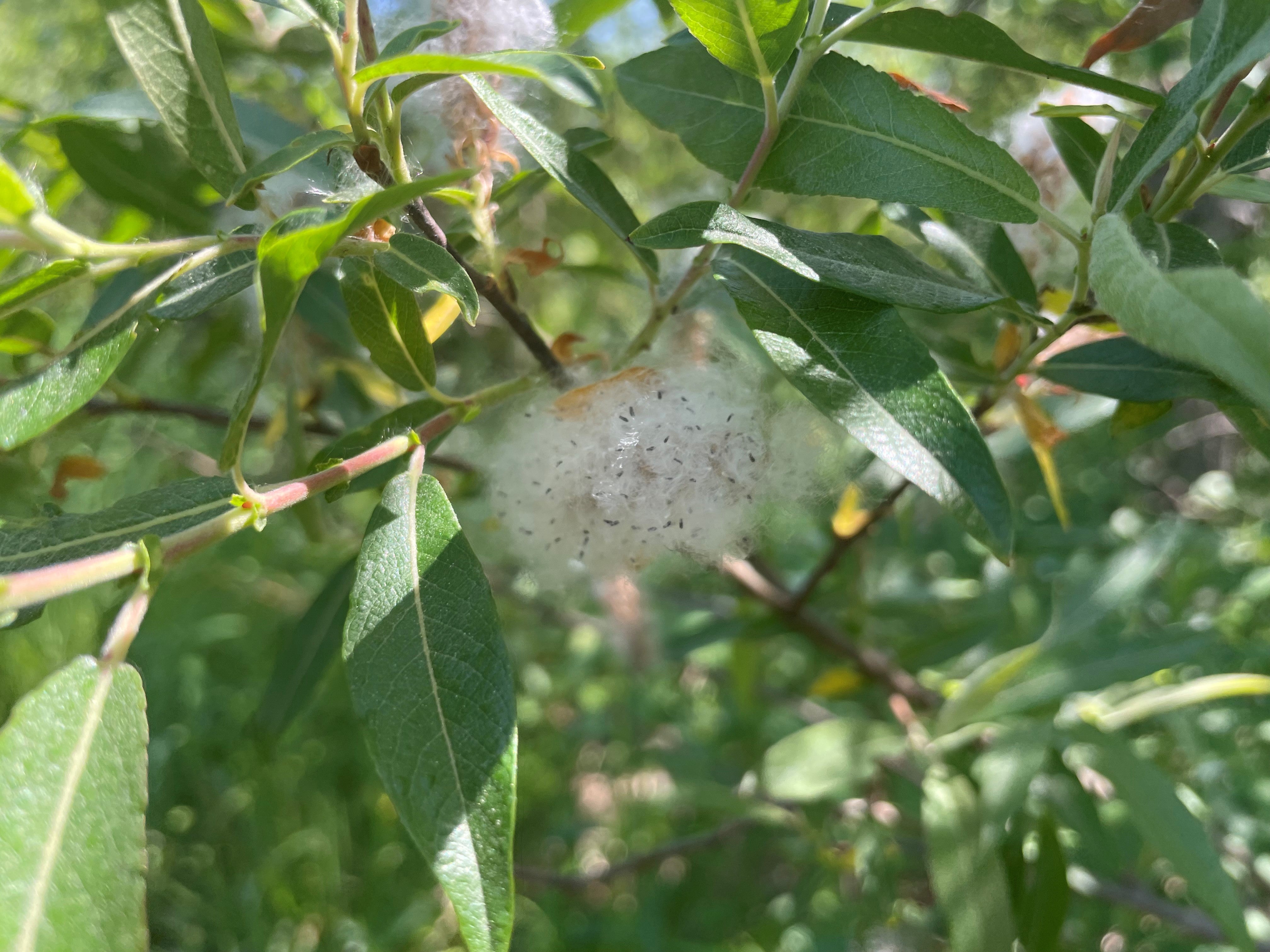 Shrub willow - Salix spp.