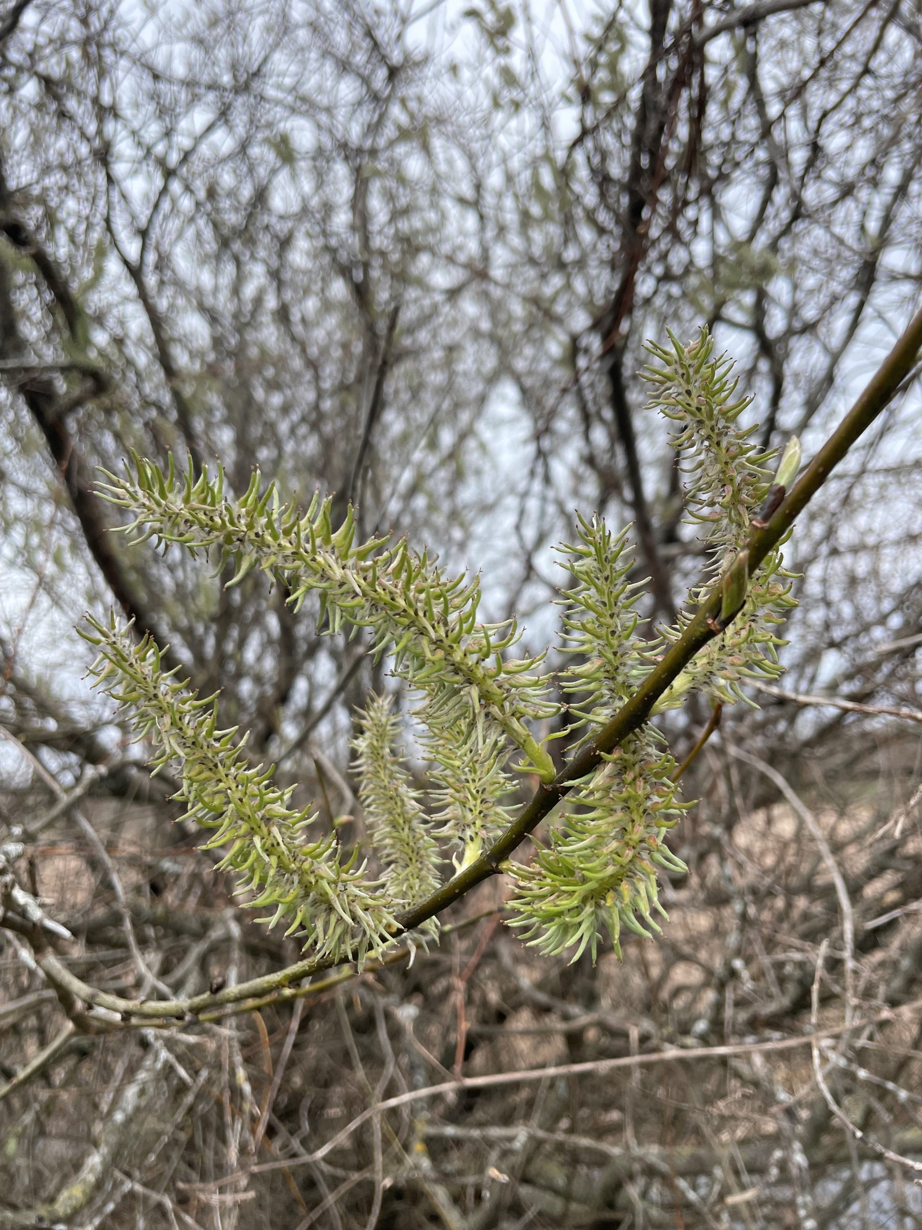 Shrub willow - Salix spp.
