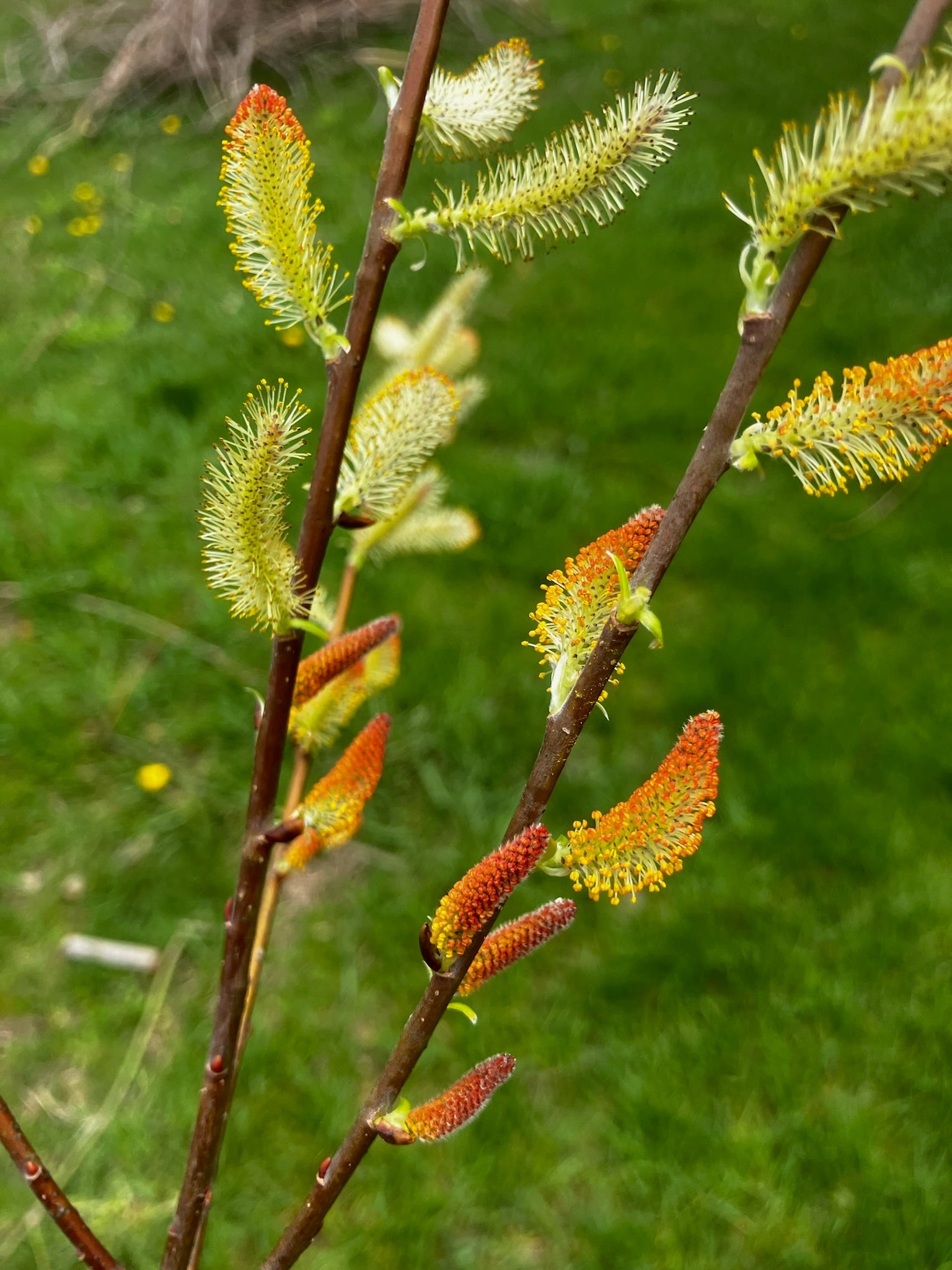 Shrub willow - Salix spp.