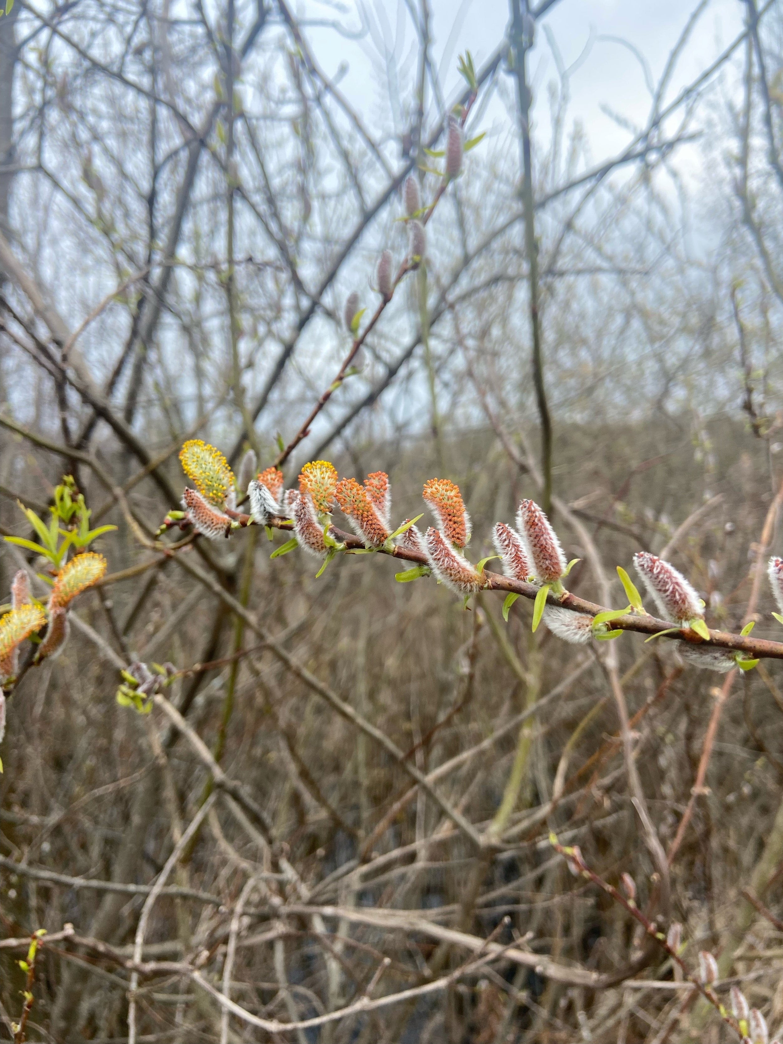 Shrub willow - Salix spp.