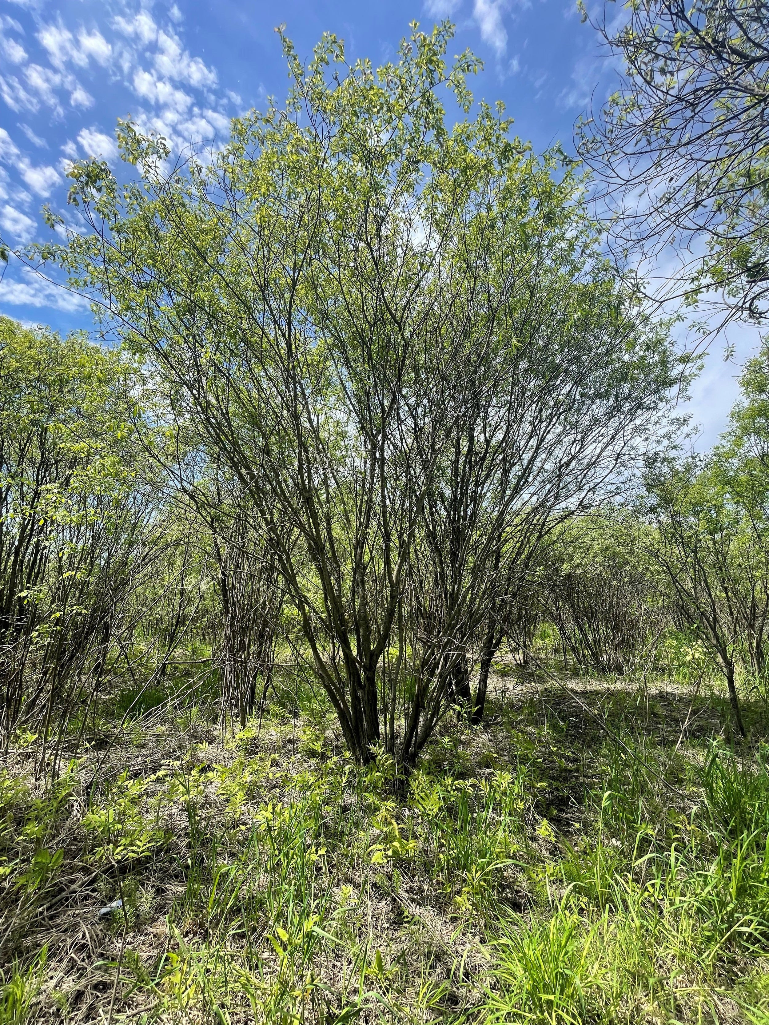 Shrub willow - Salix spp.