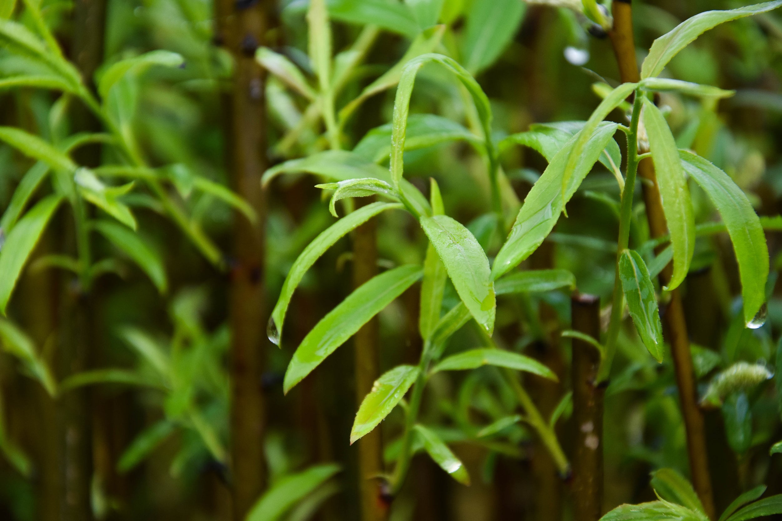 Shrub willow - Salix spp.