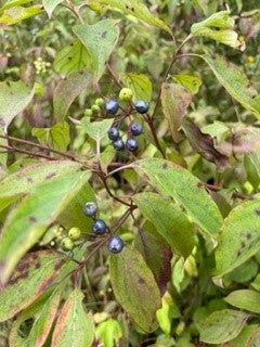 Silky dogwood - Cornus amomum