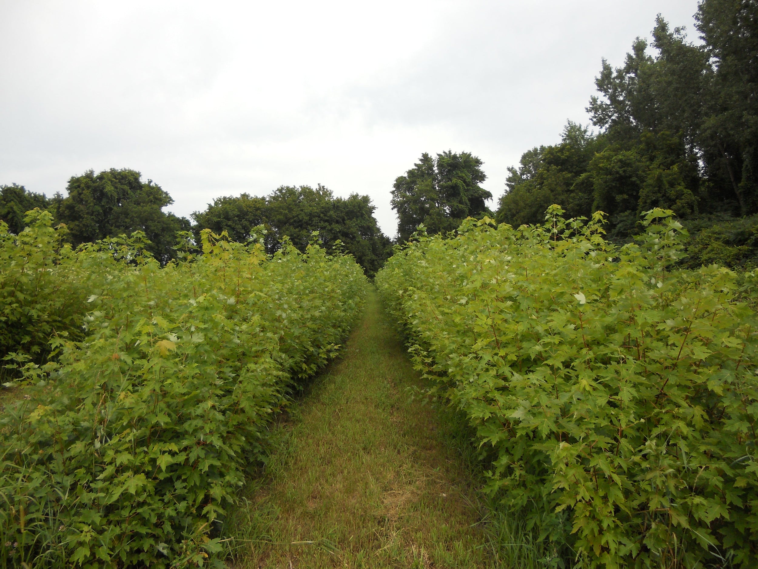 Silver maple - Acer saccharinum