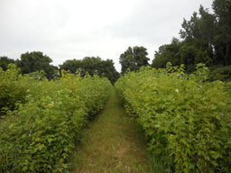 Silver maple - Acer saccharinum