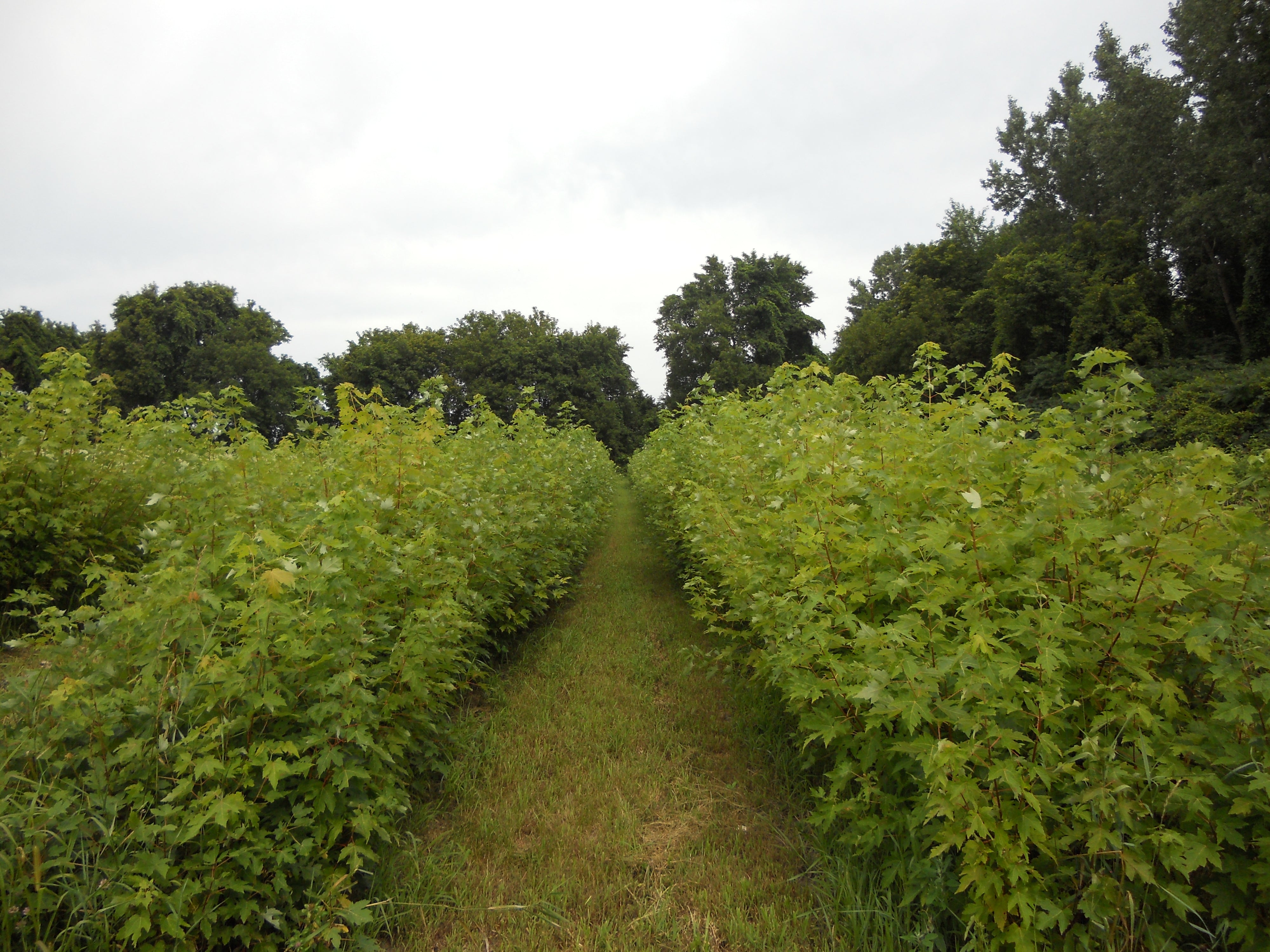 Silver maple - Acer saccharinum