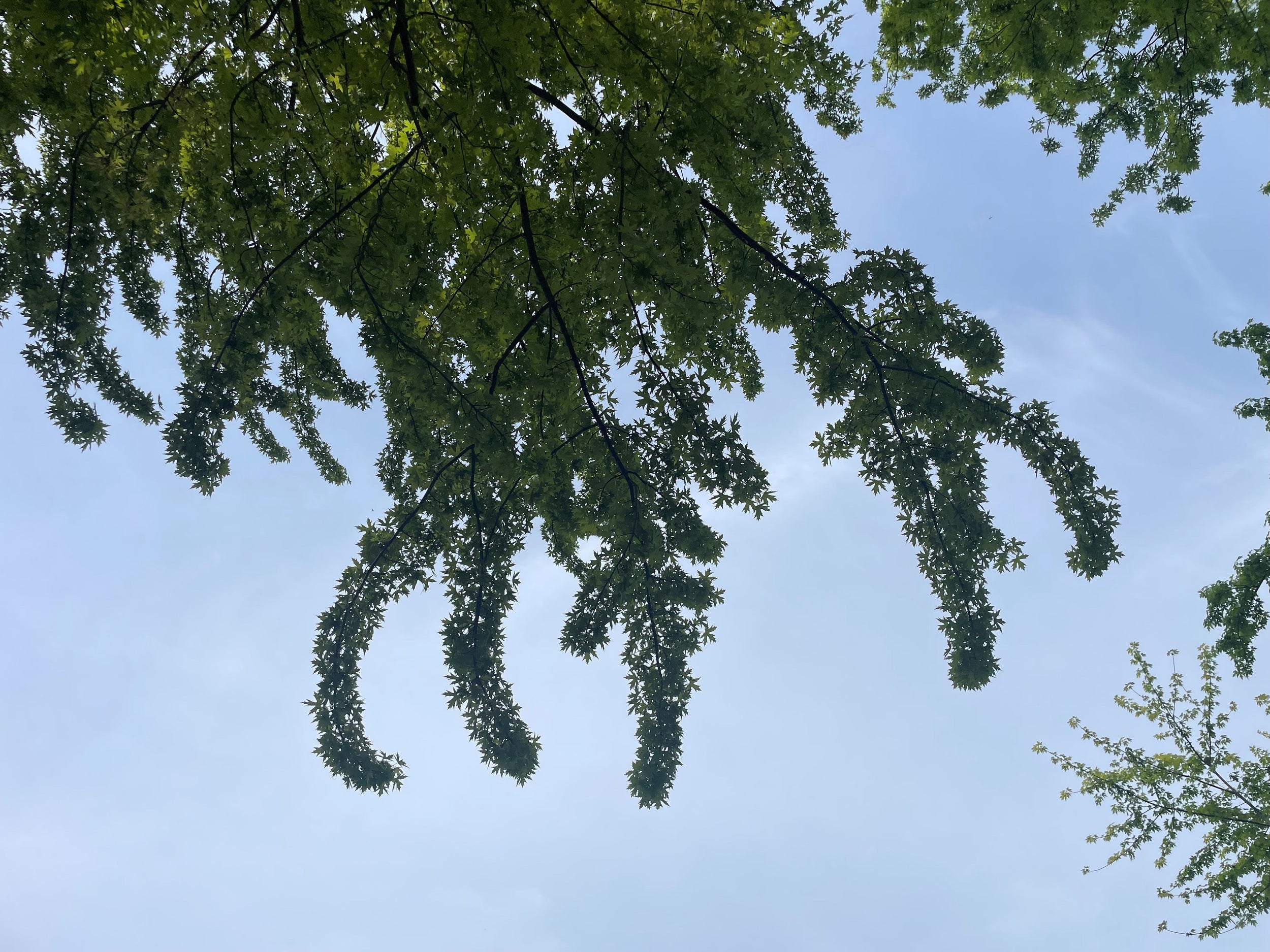 Silver maple - Acer saccharinum
