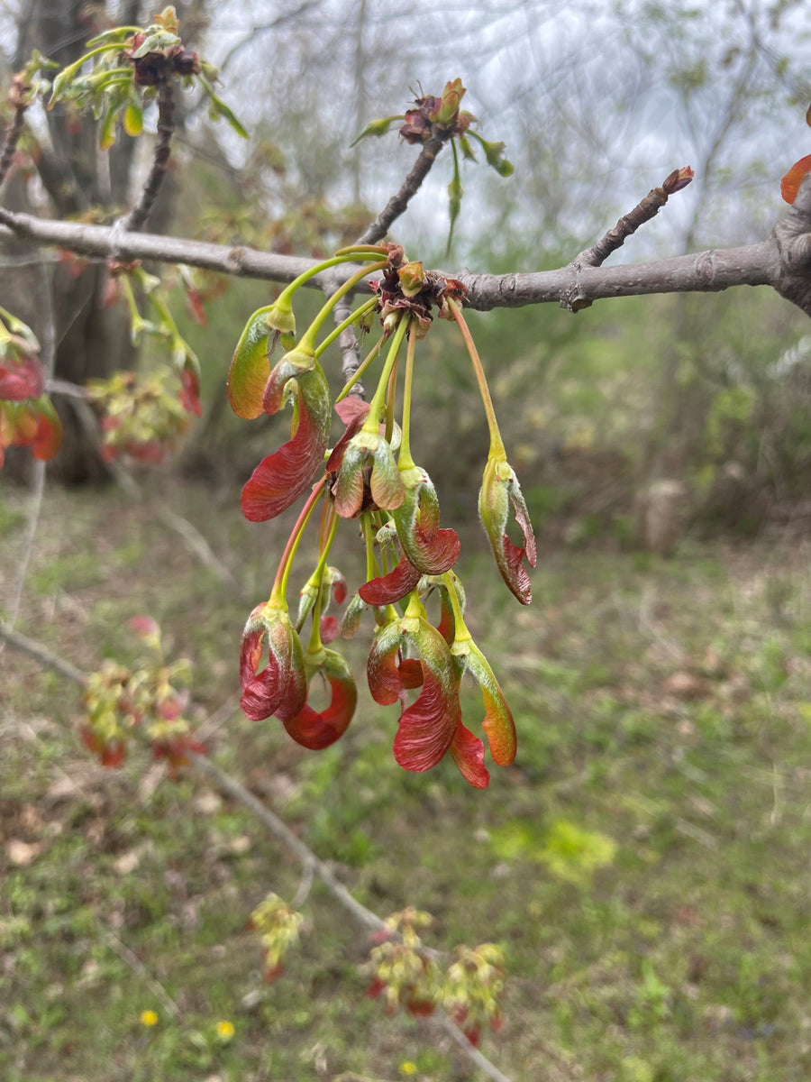 Silver maple - Acer saccharinum