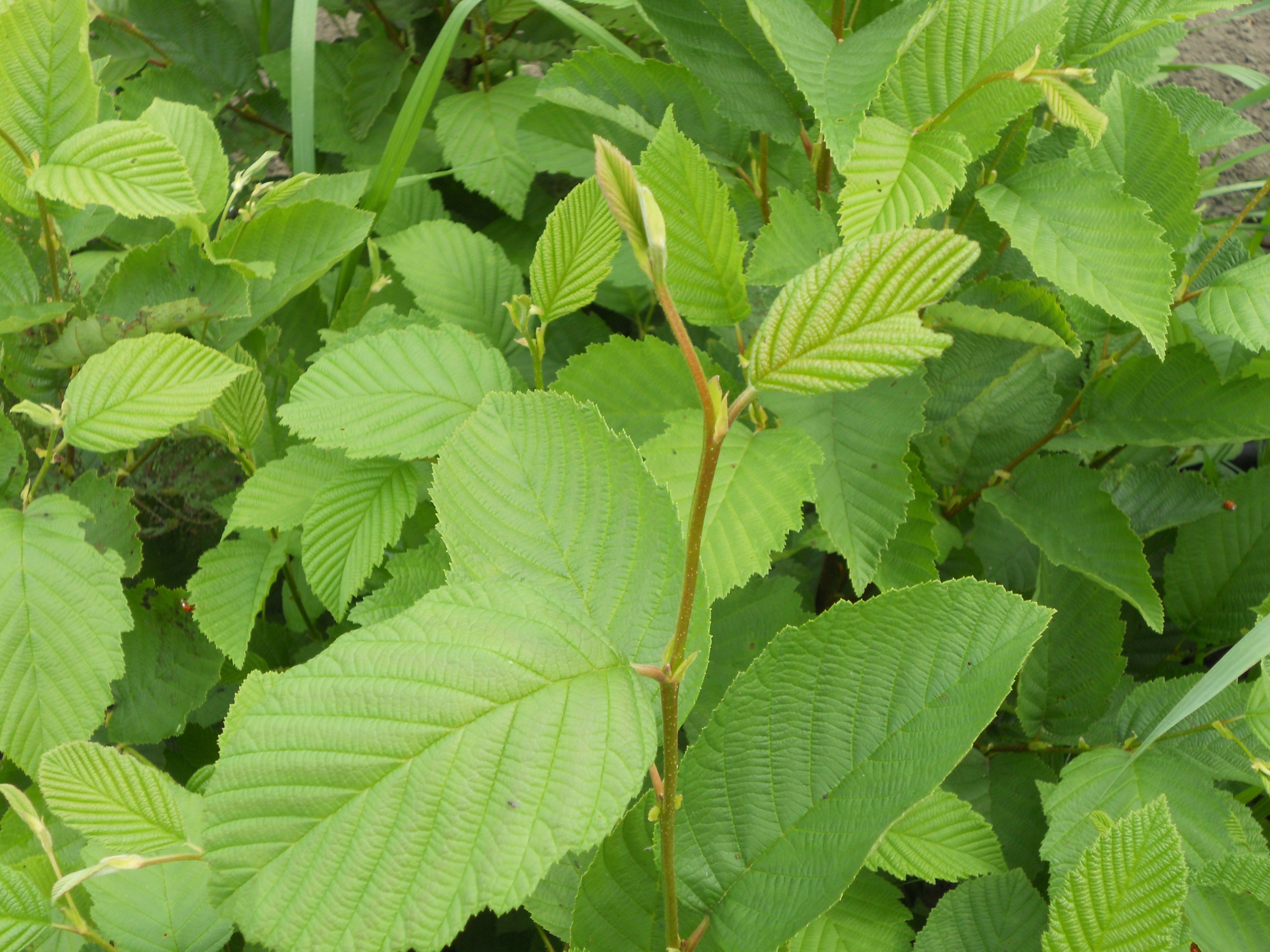 Speckled alder - Alnus incana