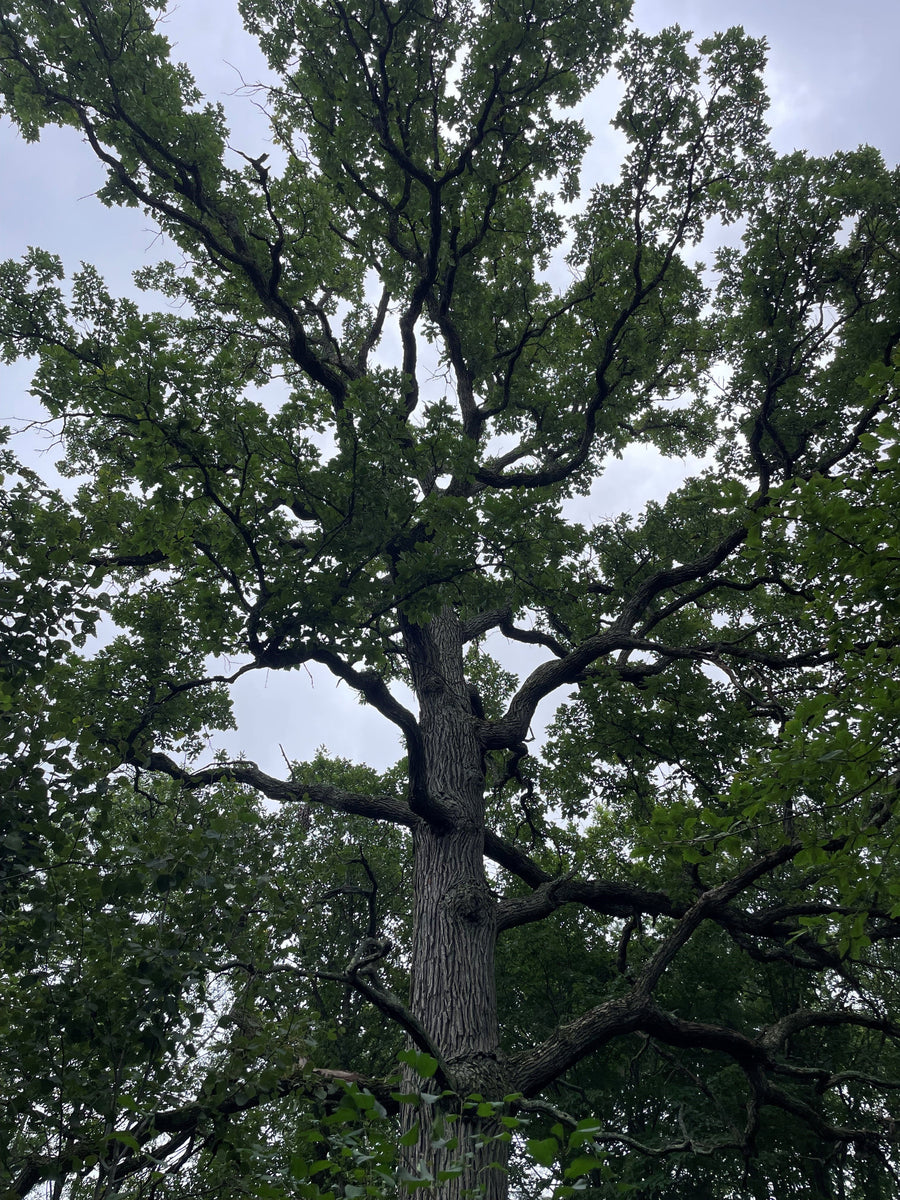 Swamp white oak - Quercus bicolor