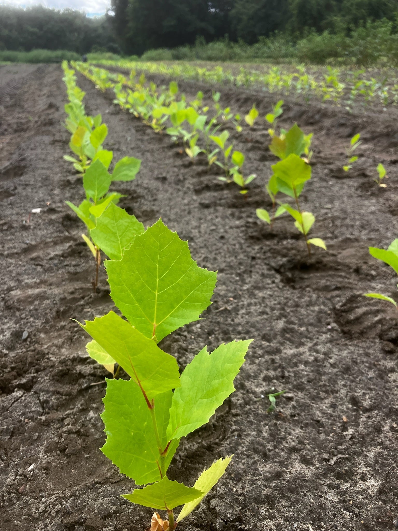 Sycamore - Platanus occidentalis